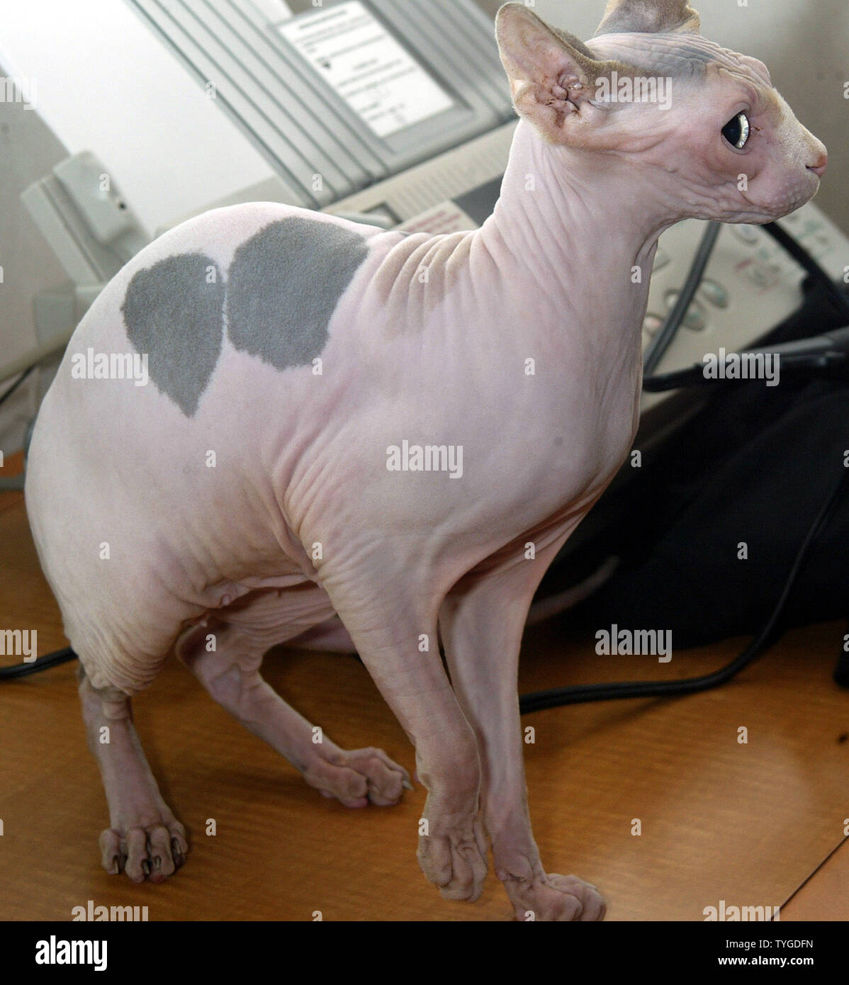 Hairless Cat High Resolution Stock Photography And Images Alamy