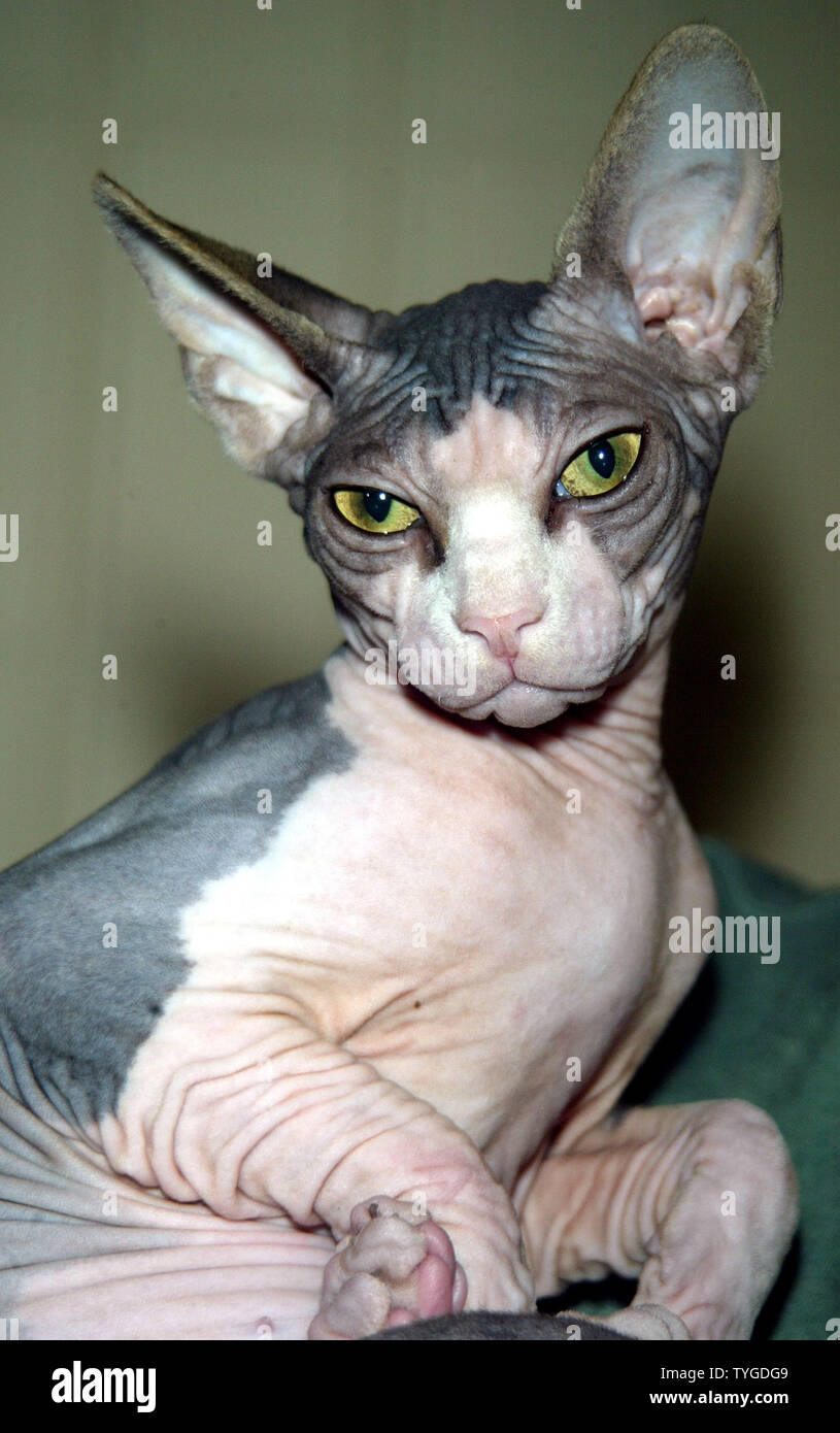 Sphinx Kitten High Resolution Stock Photography And Images Alamy