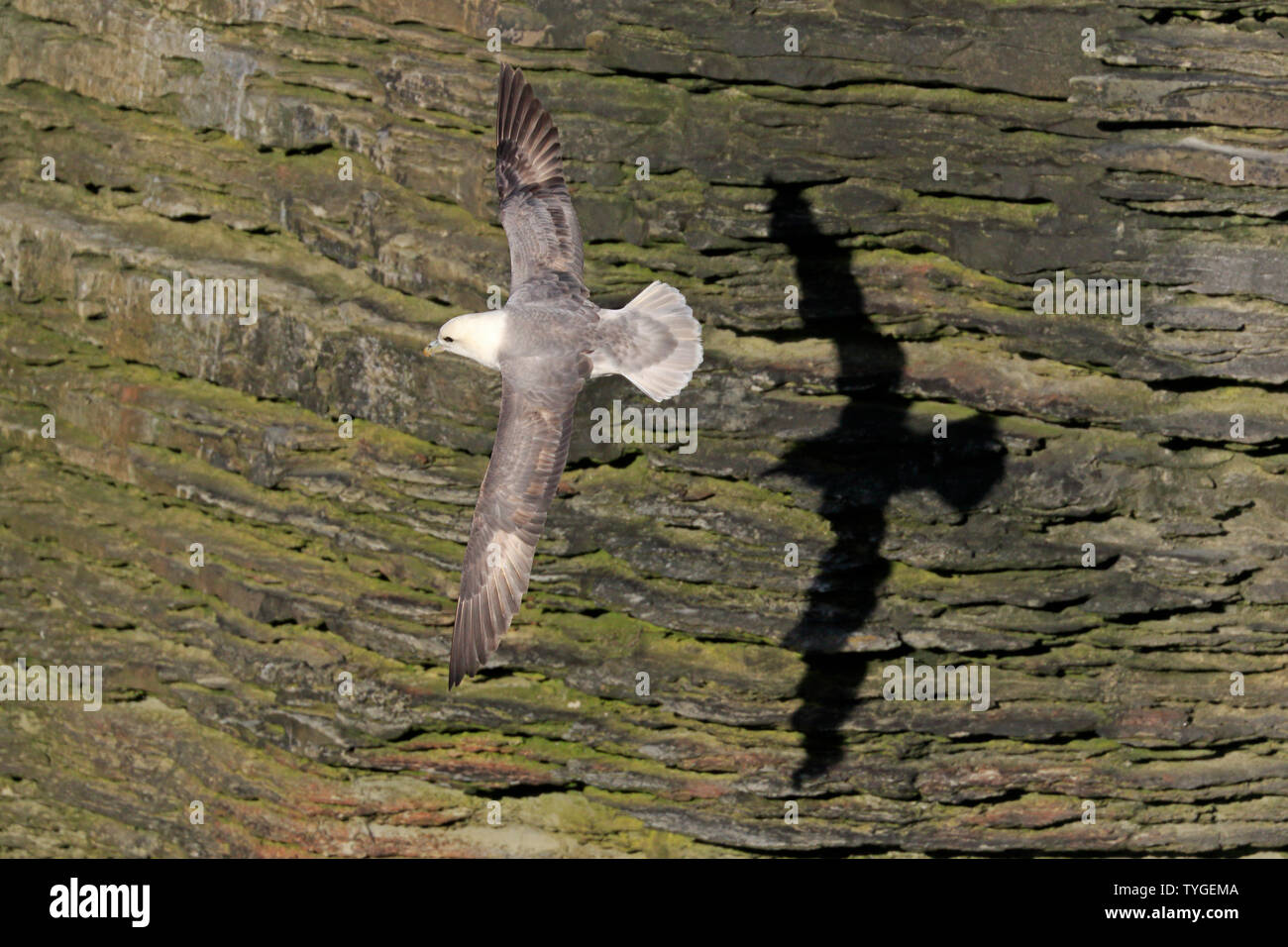 Northern Fulmar in flight against limestone cliffs showing its shadow Stock Photo