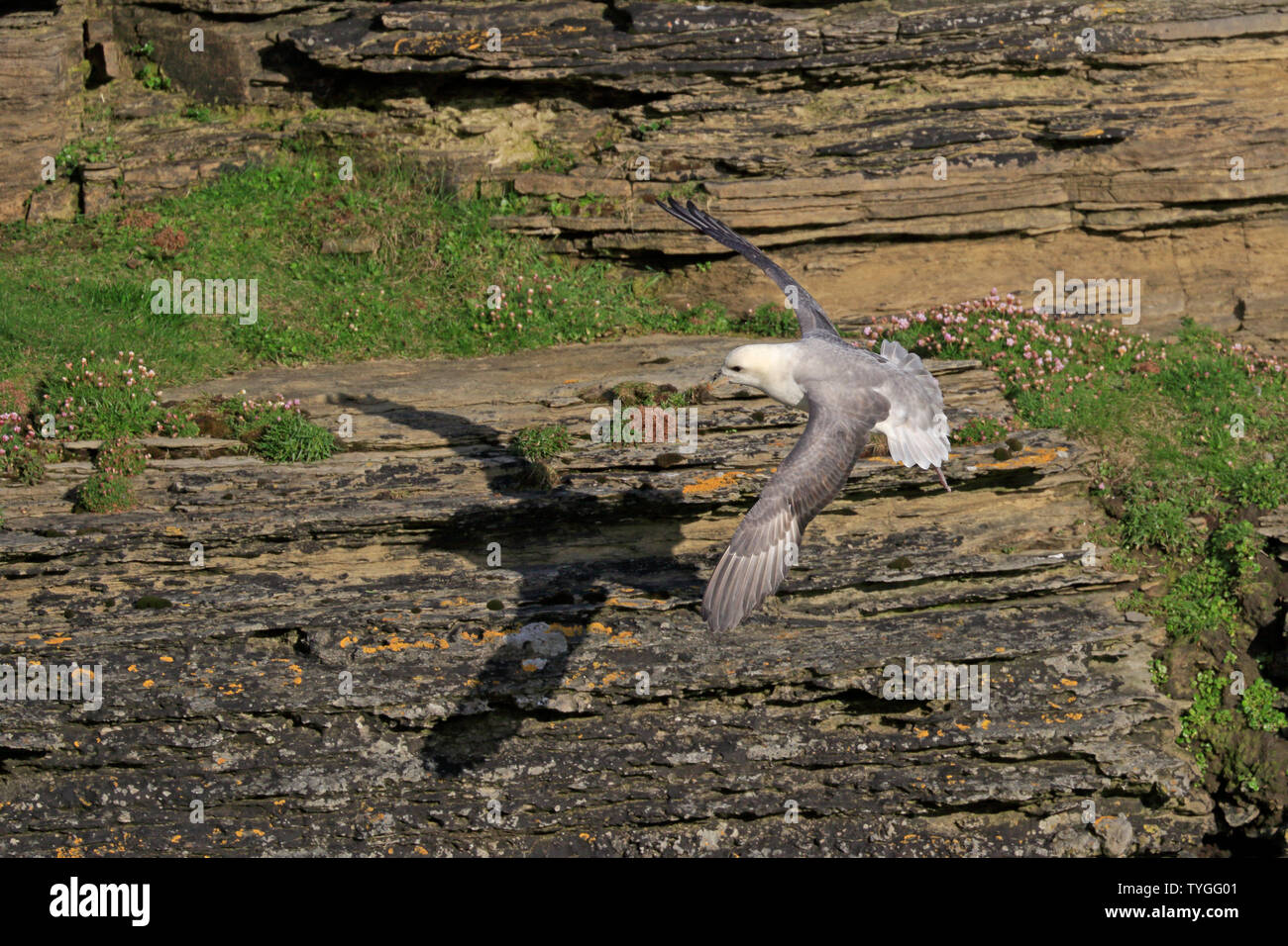 Northern Fulmar in flight against limestone cliffs showing its shadow Stock Photo