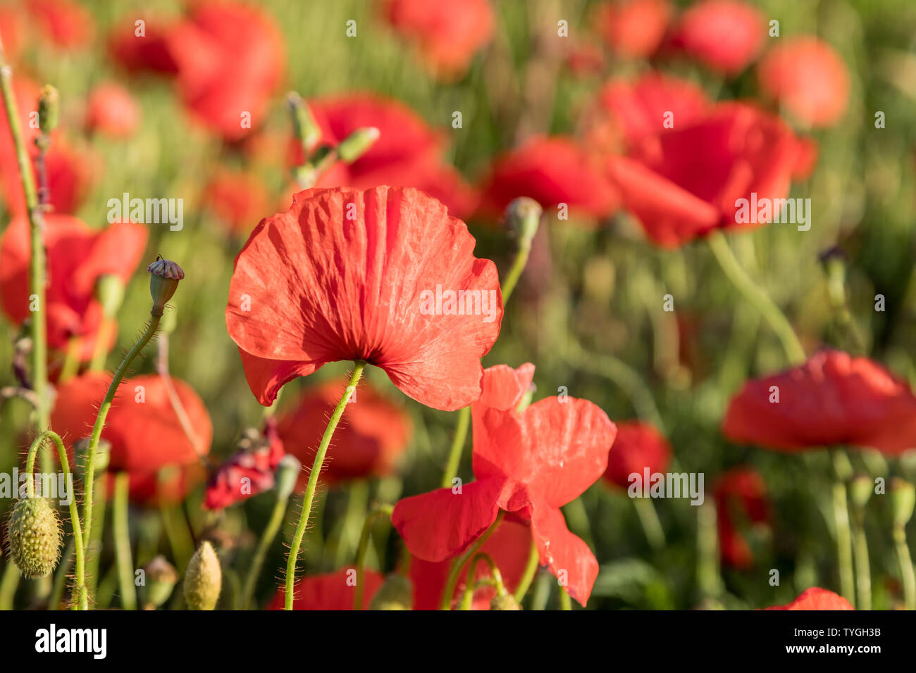Beautiful wild poppies in flower hi-res stock photography and images ...