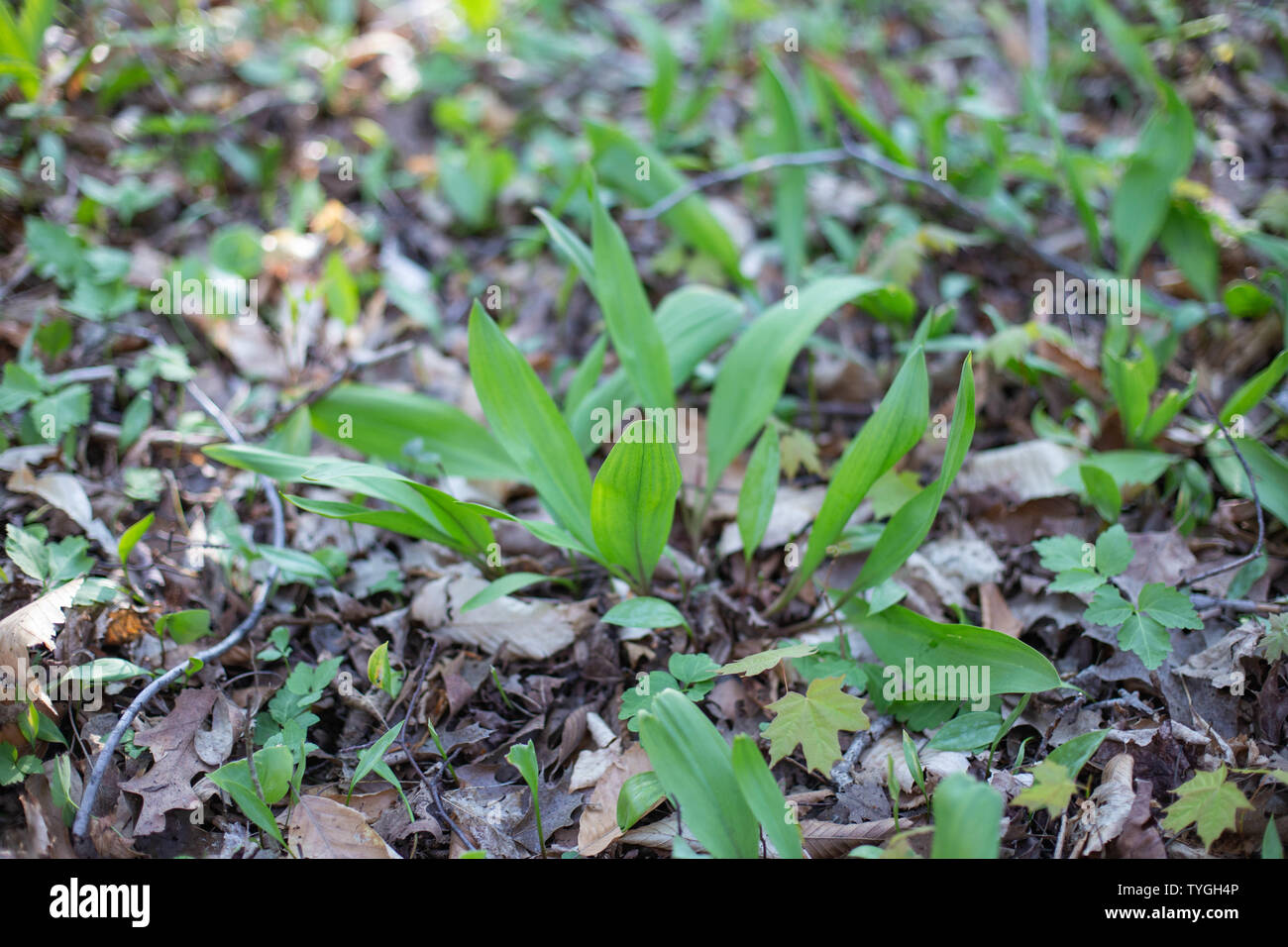 Ramps How To Cook, Preserve, Grow And Harvest This Stinky
