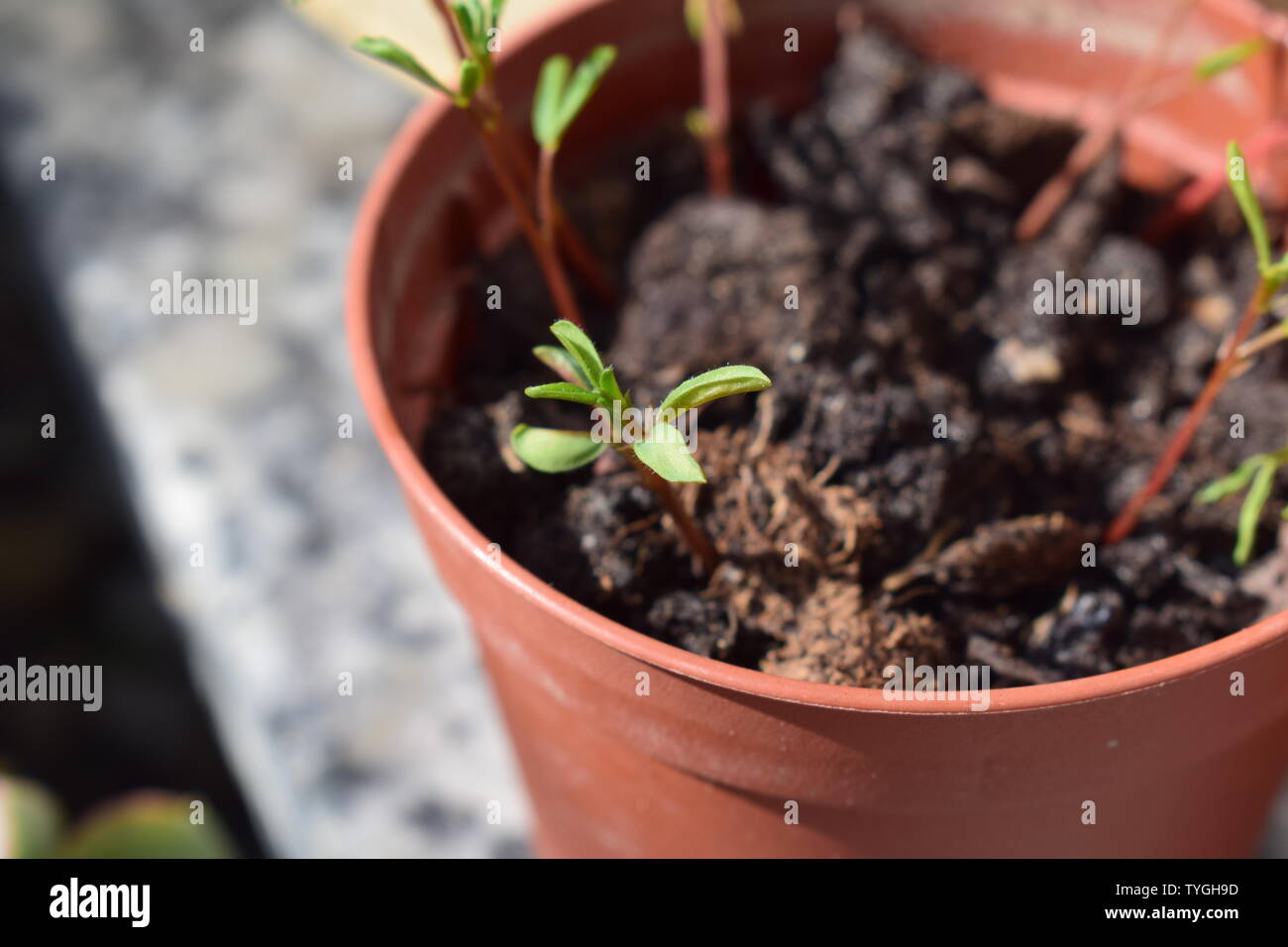 Lentil buds in a pot, agriculture background Stock Photo