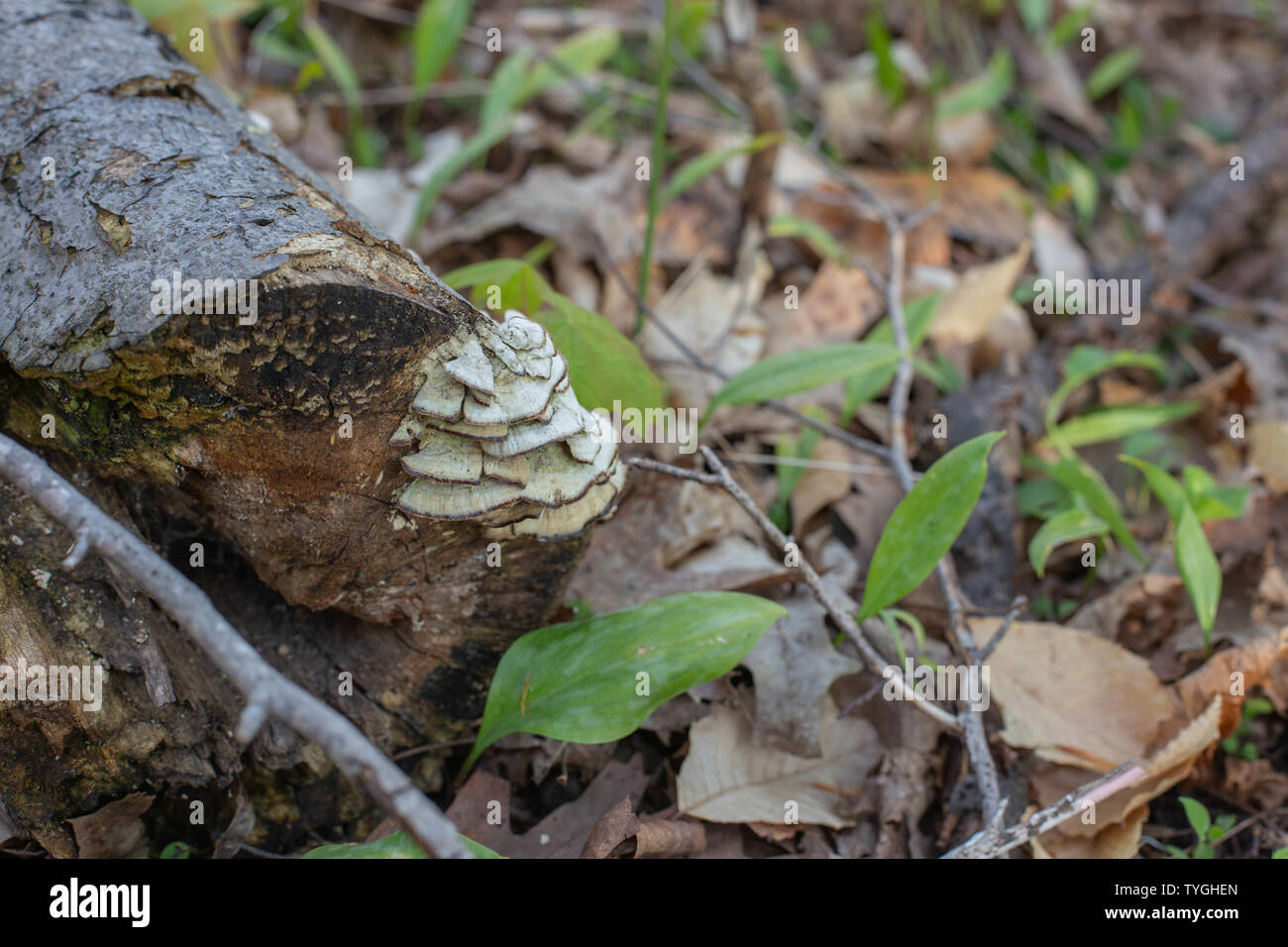 Wood fungus close up natural forest Tree Bracket Fungus Stock Photo