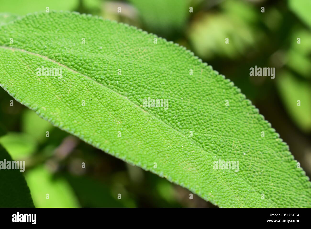 Photo of green leaf hires stock photography and images Alamy