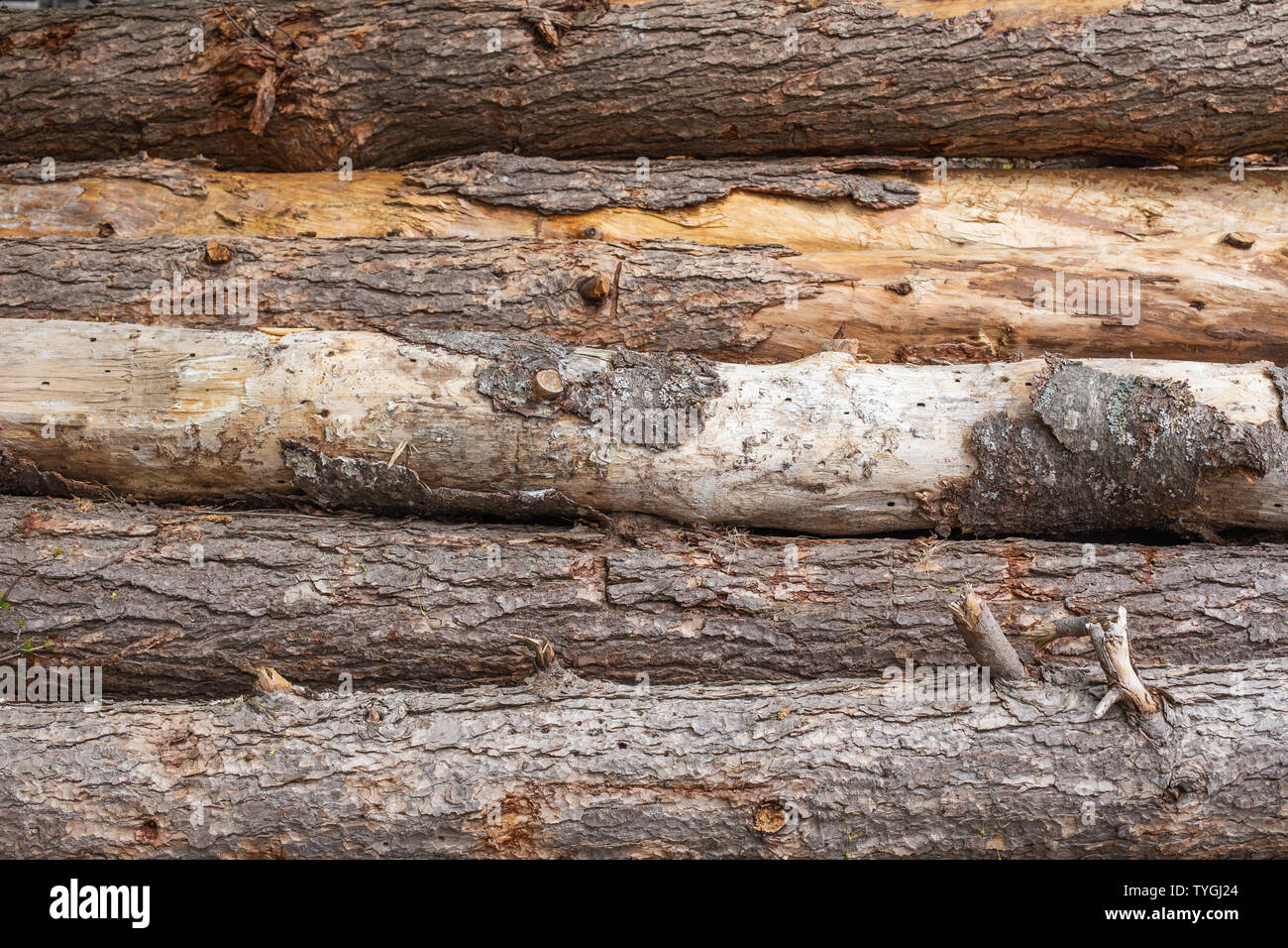 Log texture hi-res stock photography and images - Alamy