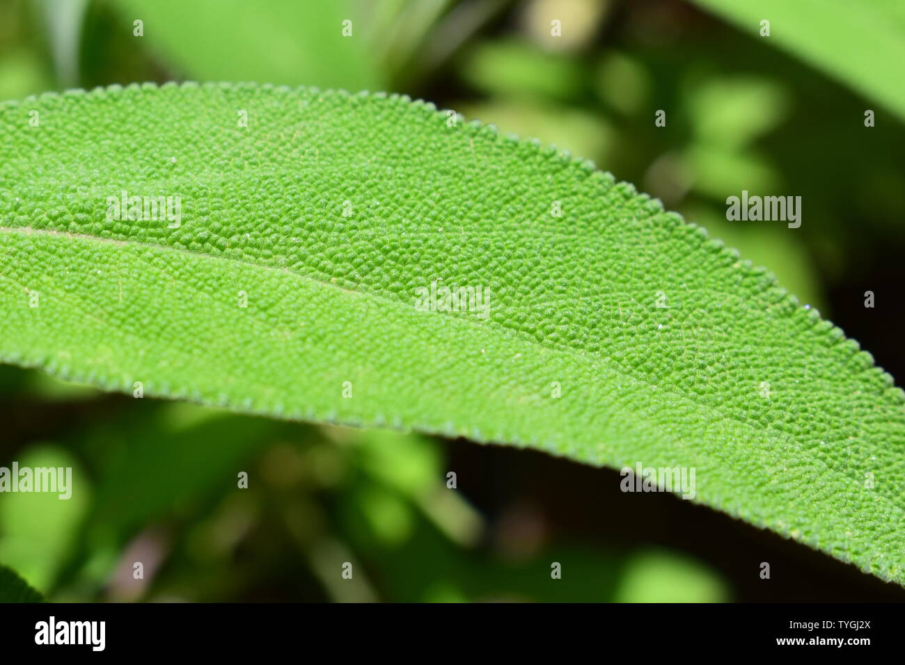 Photo of green leaf hires stock photography and images Alamy