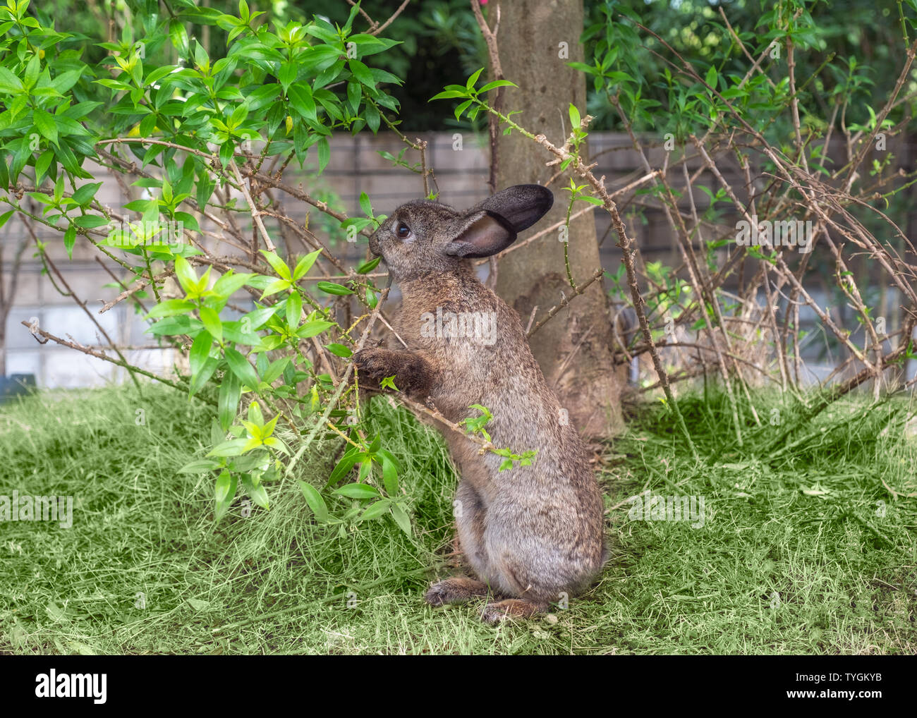 Brown Rabbit holding branch with eating leaf on stall Stock Photo - Alamy