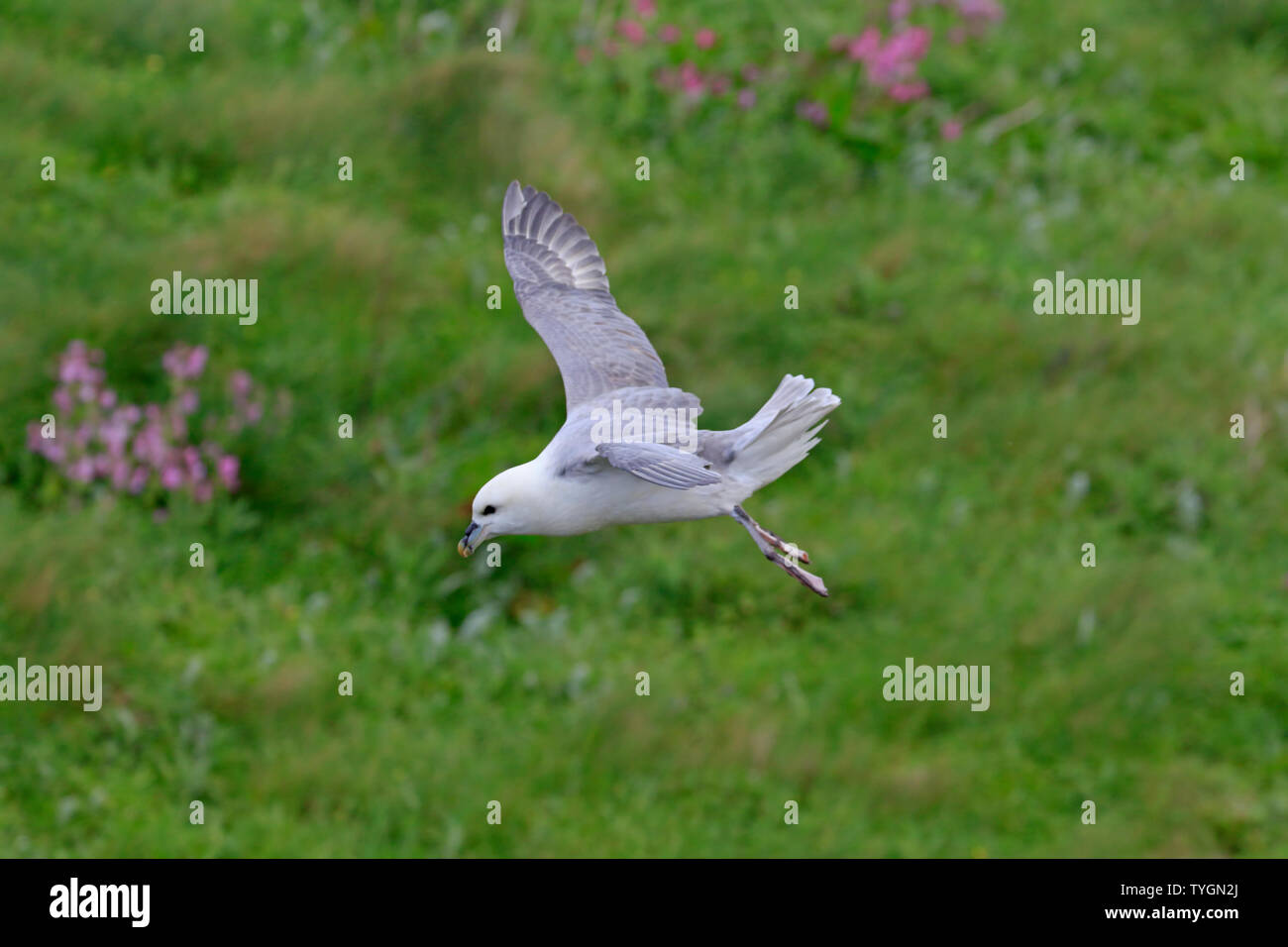 Northern Fulmar in flight Stock Photo