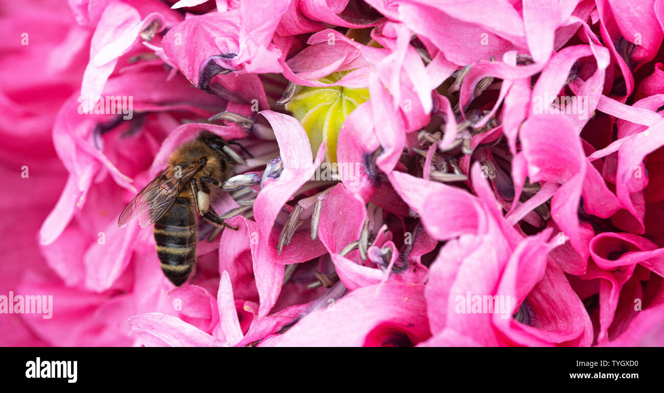 A Honey Bee Looking for Food on a Pink Double Opium Poppy Flower in a Garden in Alsager Cheshire England United Kingdom UK Stock Photo