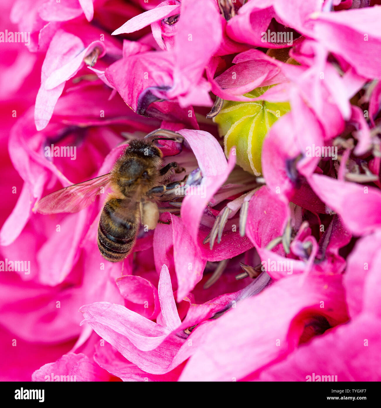 Double Pink Opium Poppy Papaver High Resolution Stock Photography and ...