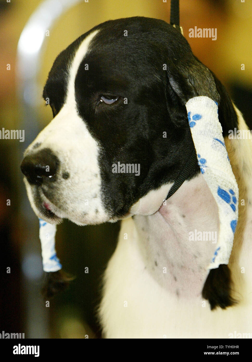 grooming an english springer spaniel