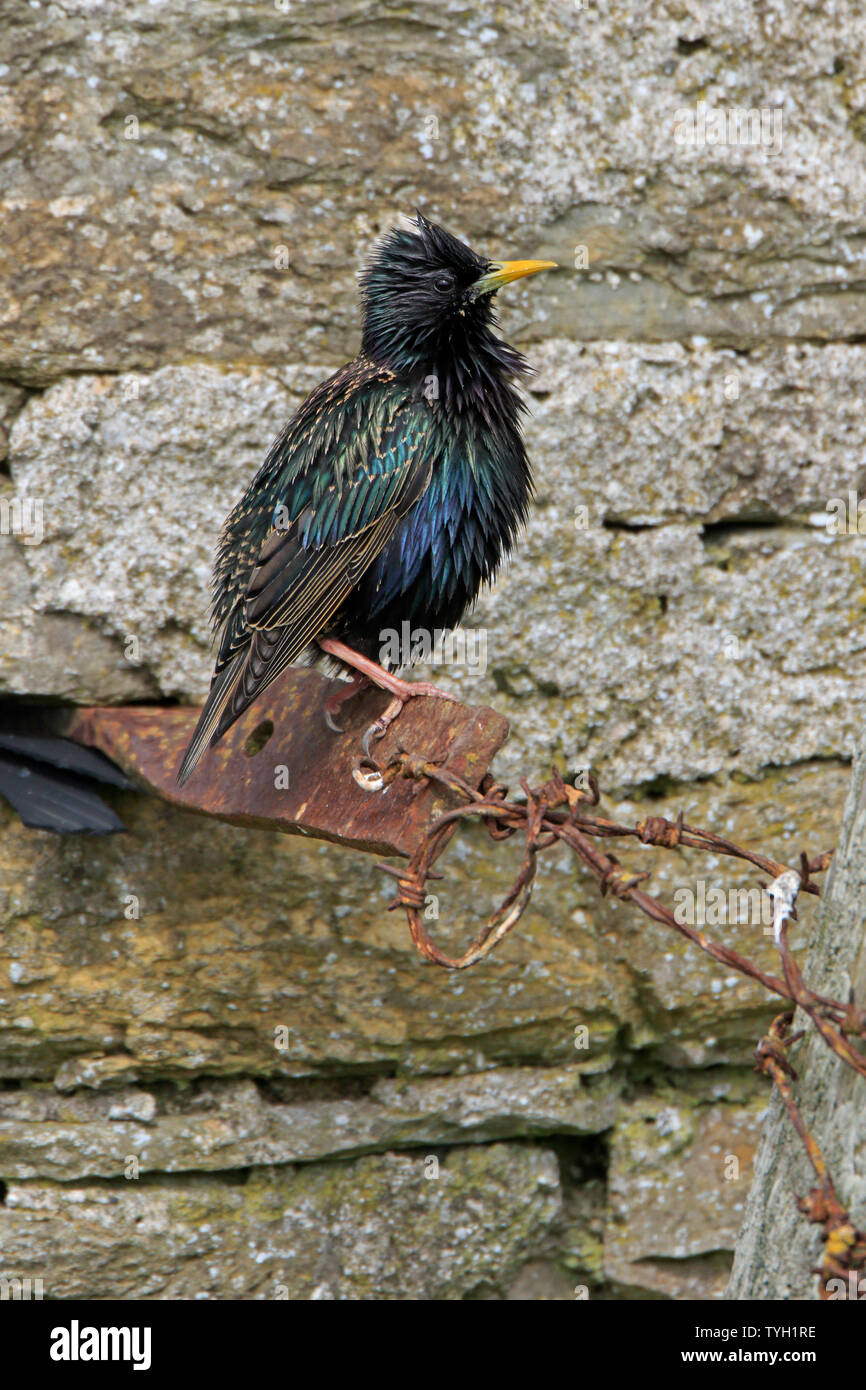 Common Starling perched on a rusty metal plate in front of a stone wall Stock Photo