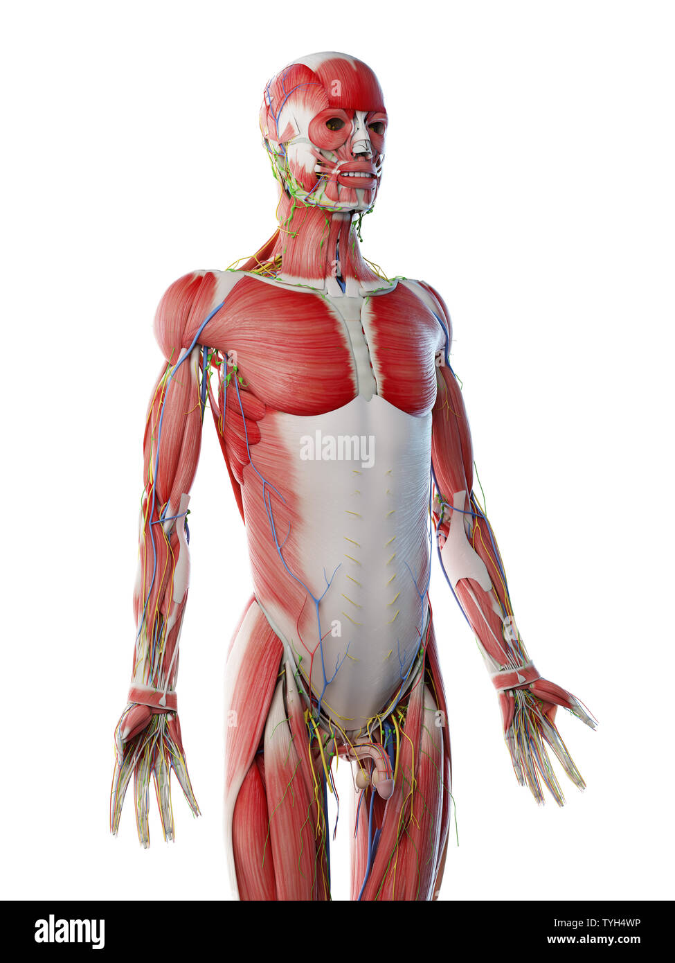 3d Rendered Illustration Of A Mans Upper Body Anatomy Stock Photo Alamy