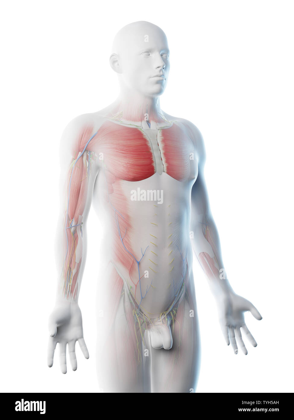 Upper Body Anatomy High Resolution Stock Photography And Images Alamy