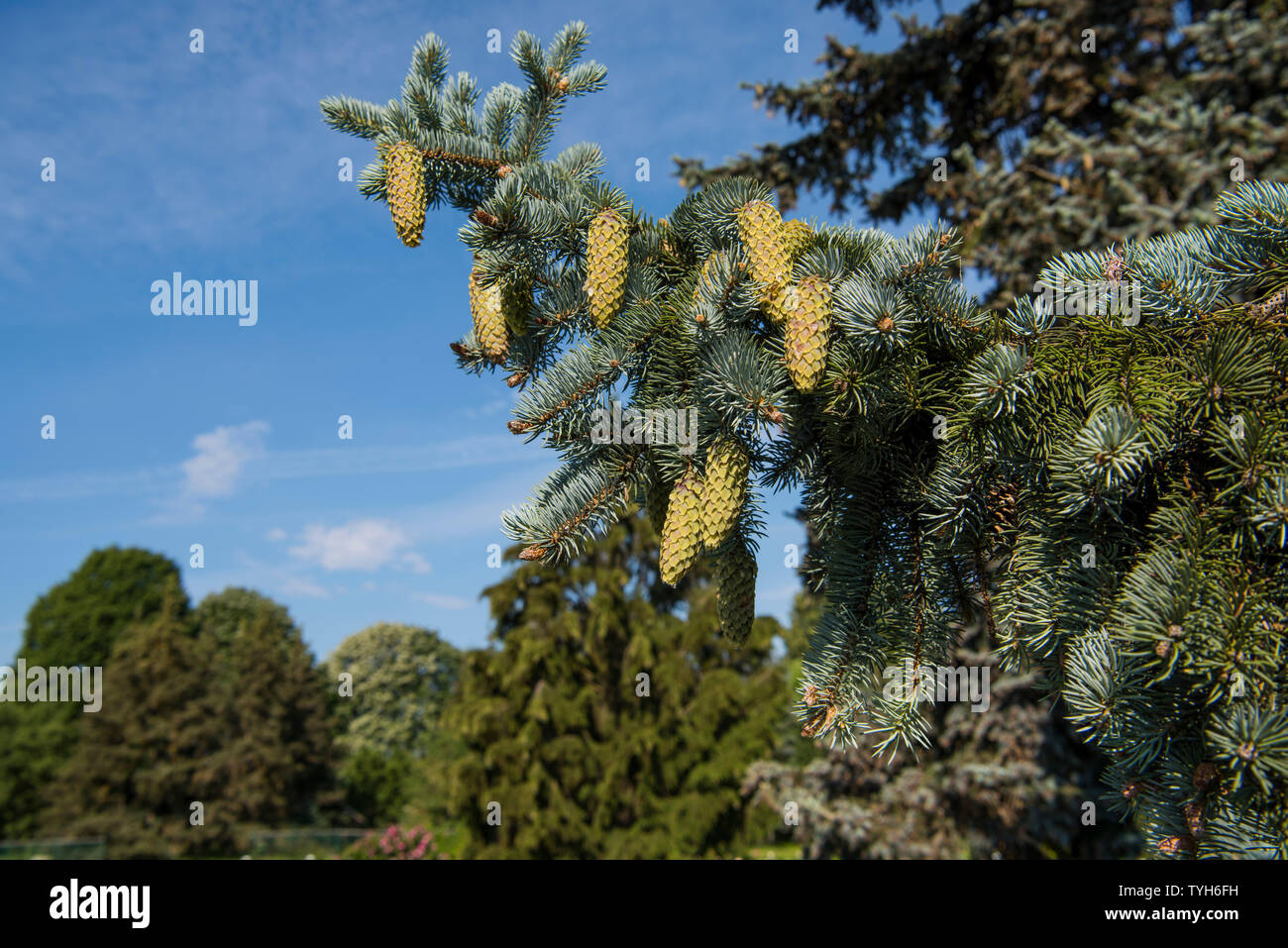 Fir-tree branches with cones on blue sky background. Stock Photo