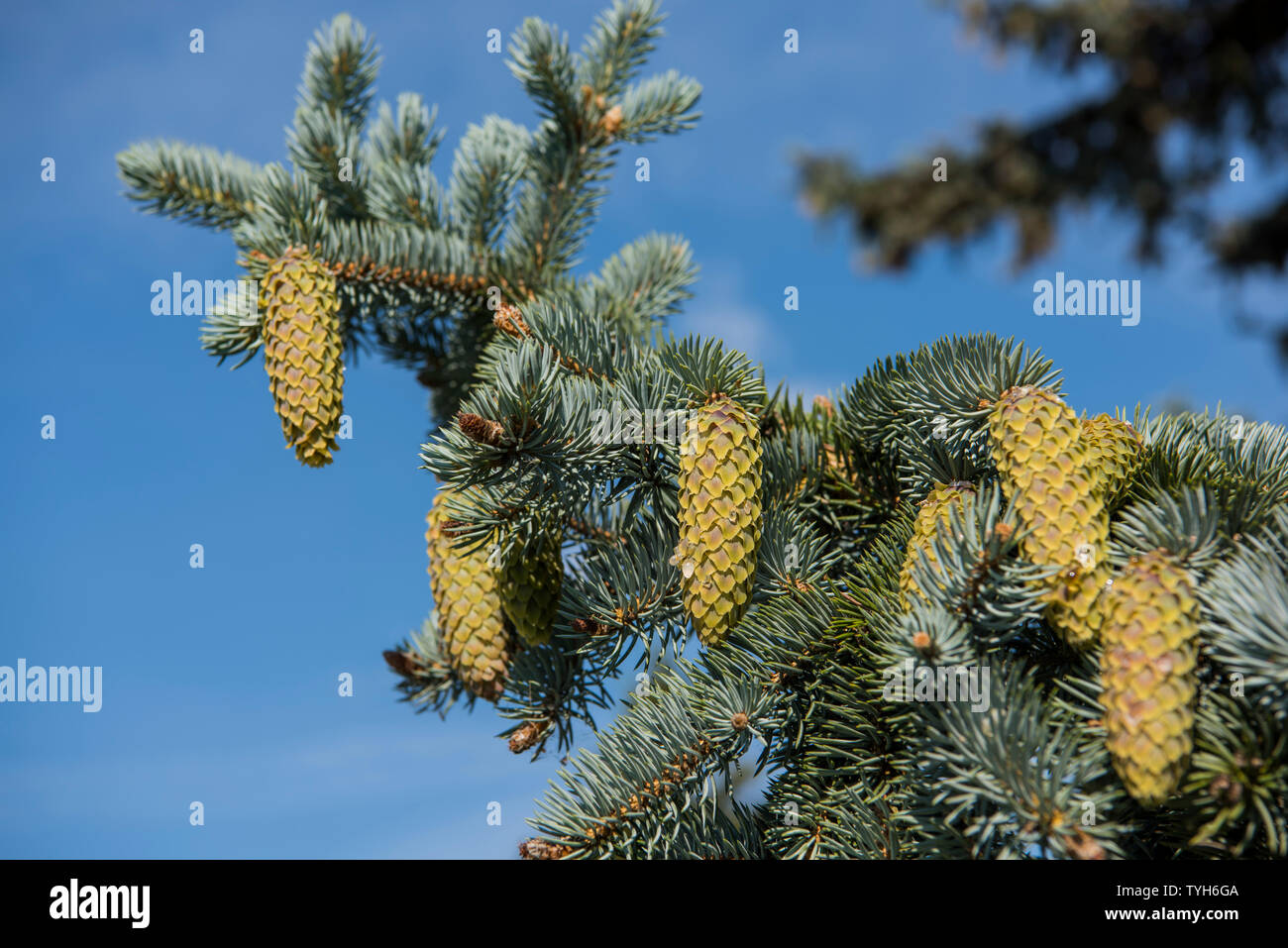 Fir-tree branches with cones on blue sky background. Stock Photo