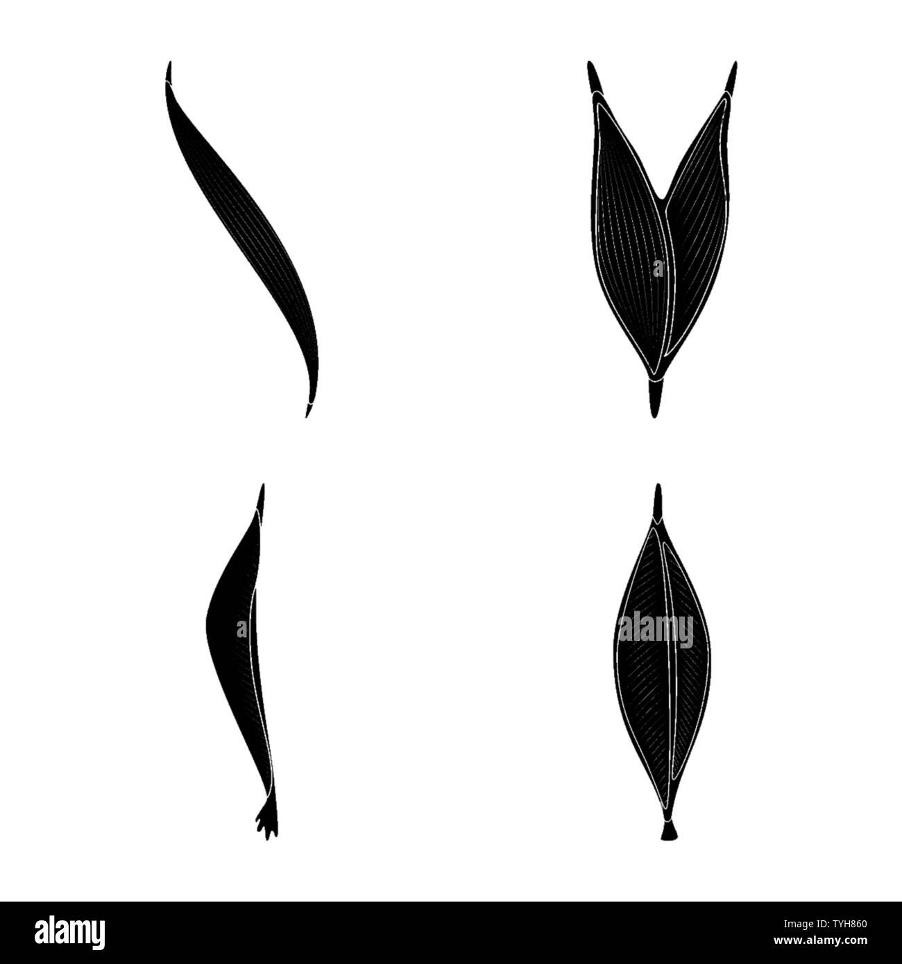 Vector illustration of human and body logo. Set of human and cells ...