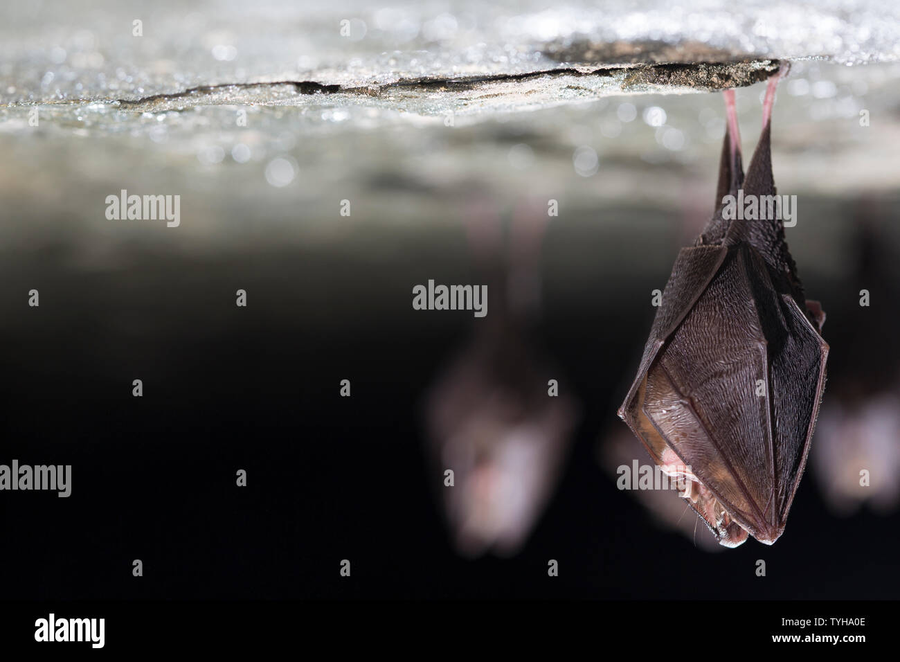 Close up group of small sleeping horseshoe bat covered by wings ...