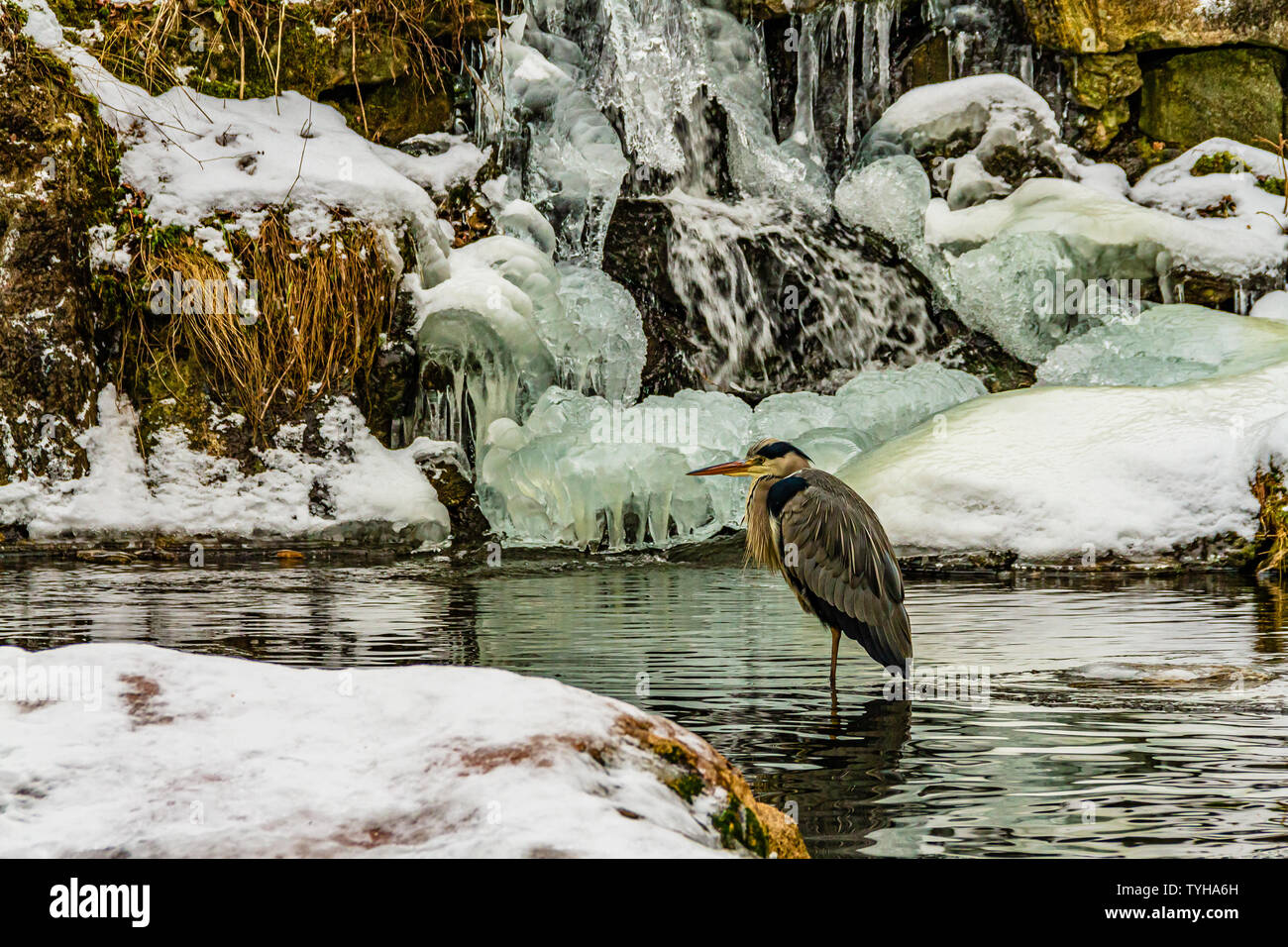 A Grey Heron standing in icy water near a frozen waterfall. Stockholm, Sweden. January 2019. Stock Photo