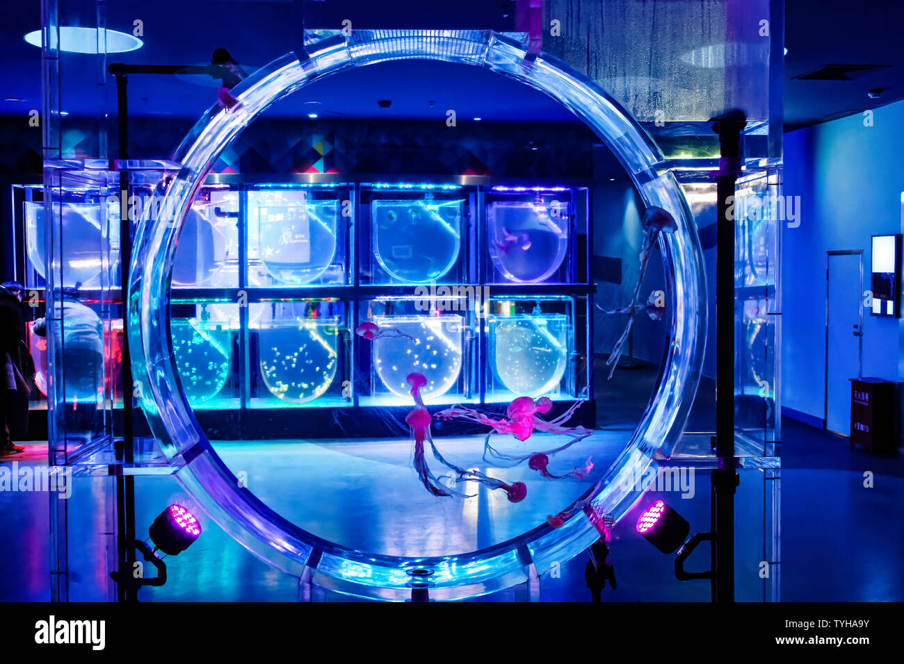 Shanghai Haichang Ocean Park jellyfish Stock Photo Alamy