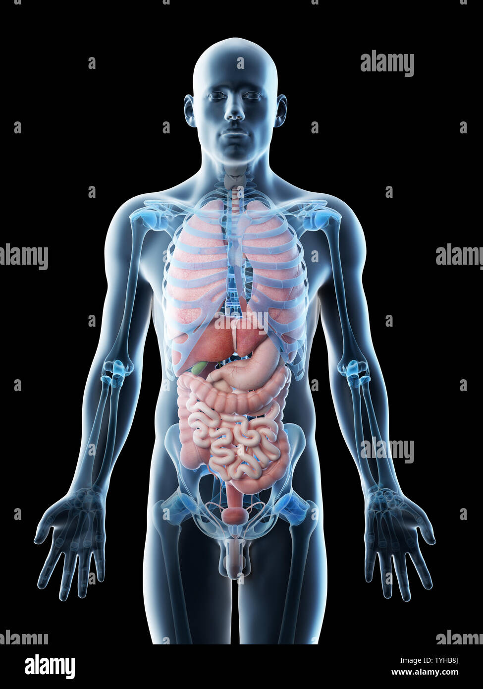 Anterior male abdomen large intestine hi-res stock photography and ...