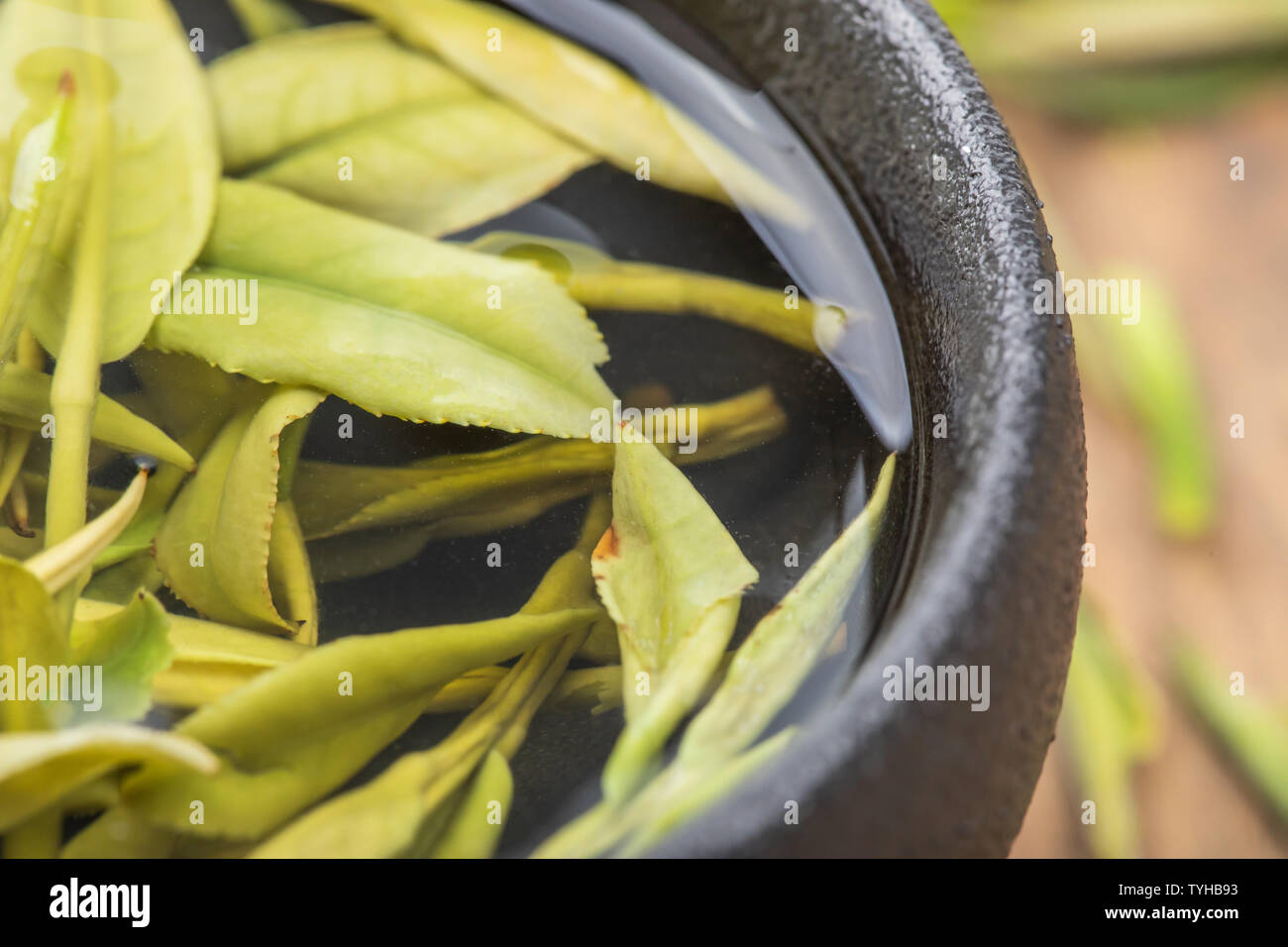 Garden angelica tea hires stock photography and images Alamy