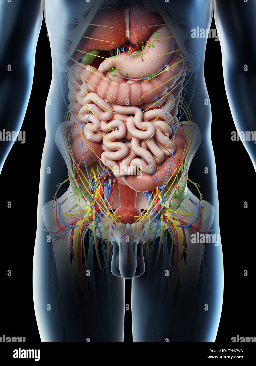 Vascular anastomosis, pelvic cavity - Stock Image - C021/2115 - Science  Photo Library