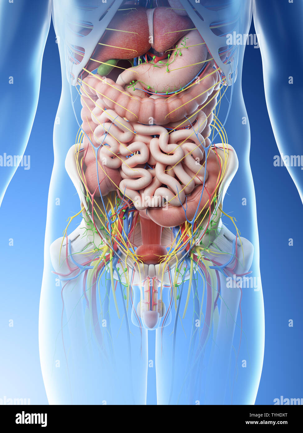 Abdominal Organs Diagram Woman