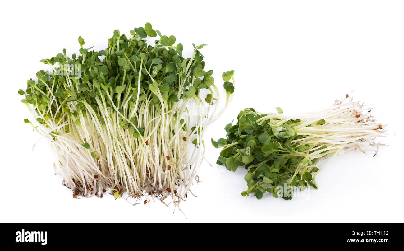 kaiware sprout, japanese vegetable or watercress on white background