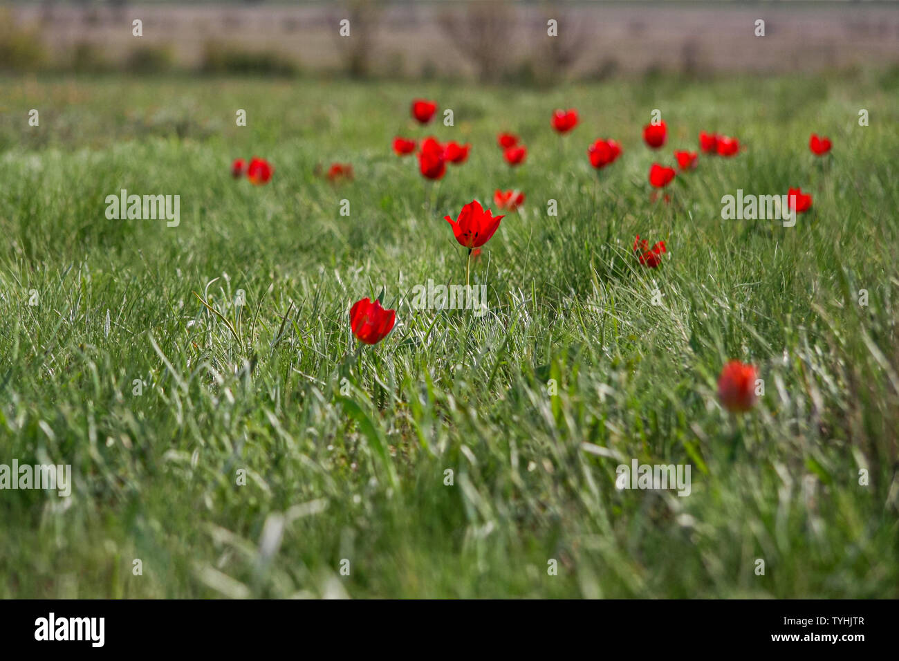 The picturesque spring flowering of wild dwarf tulips in the Kalmyk steppes. Beautiful fragile flowers under the protection of Russia. Stock Photo