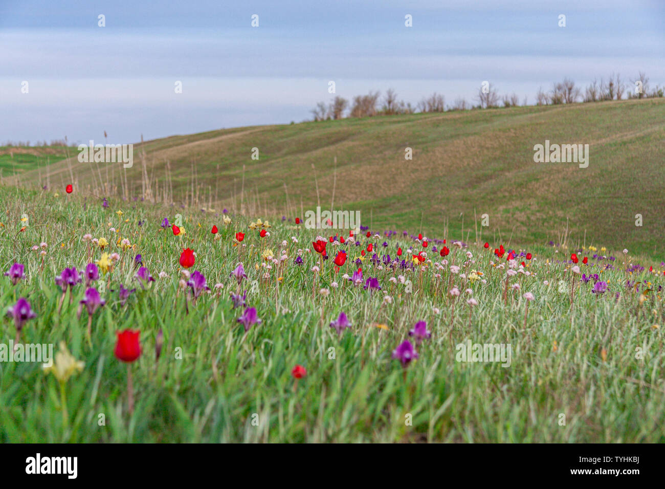 Steppe Flowers High Resolution Stock Photography And Images Alamy