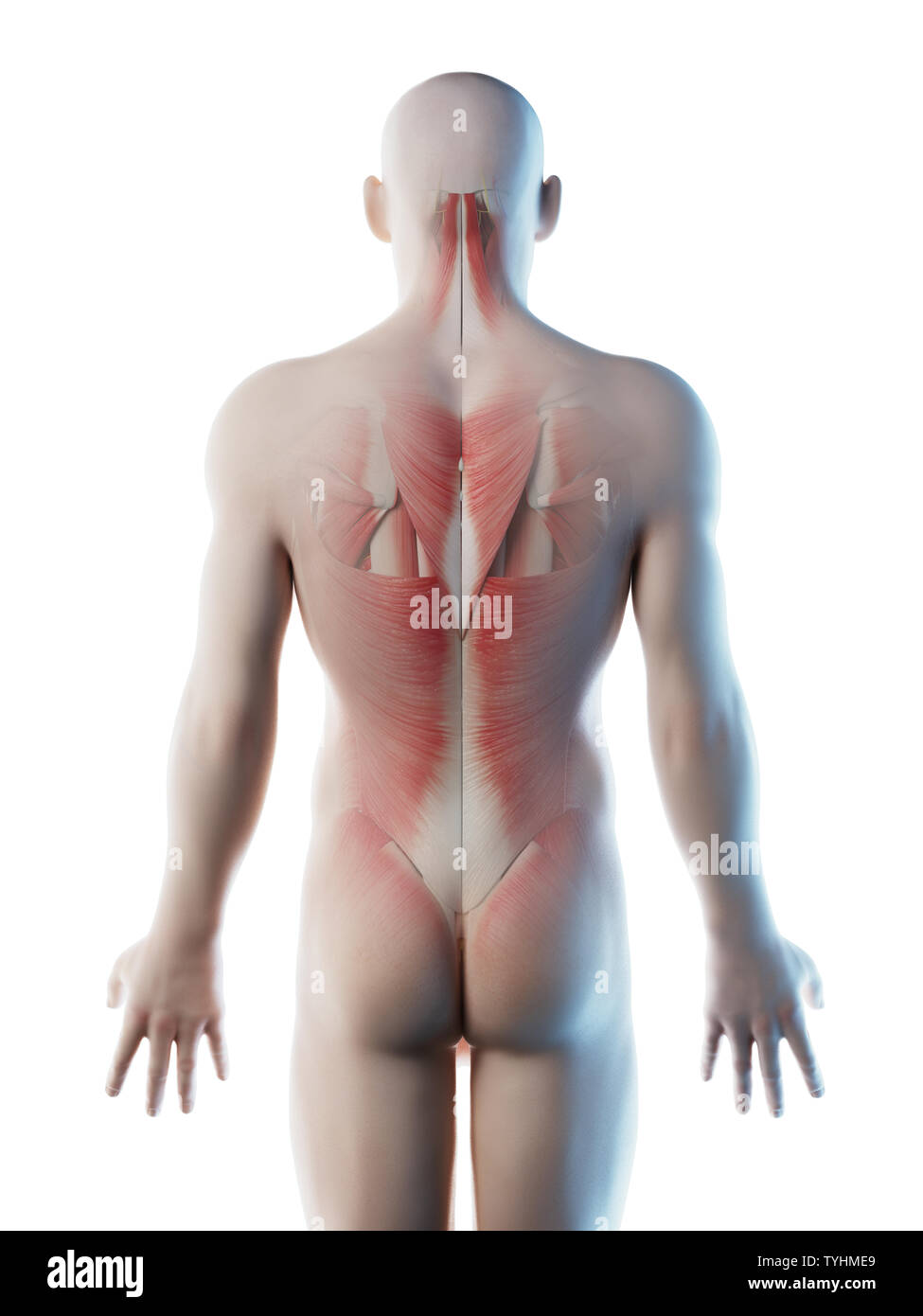Back of a mans body hi-res stock photography and images - Alamy