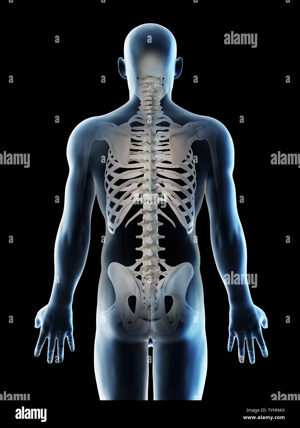 3d rendered illustration of a mans skeletal back Stock Photo - Alamy