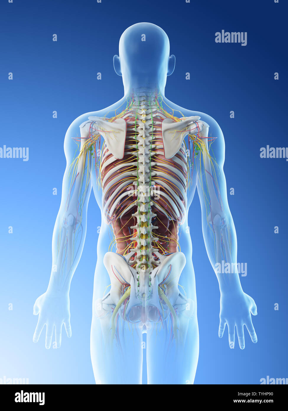 3d Rendered Illustration Of A Mans Anatomy Of The Back Stock Photo Alamy
