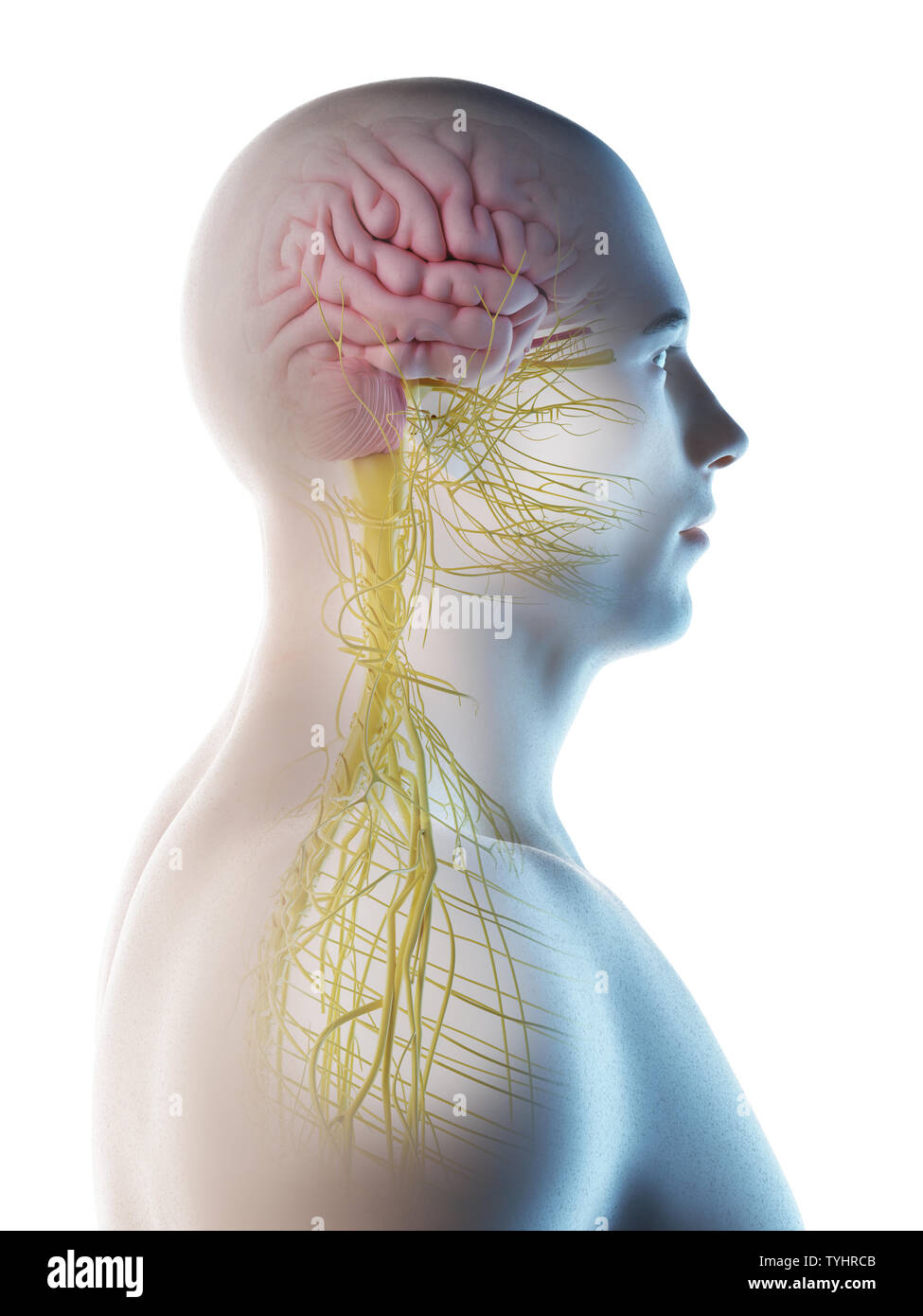 3d rendered illustration of a mans brain Stock Photo - Alamy