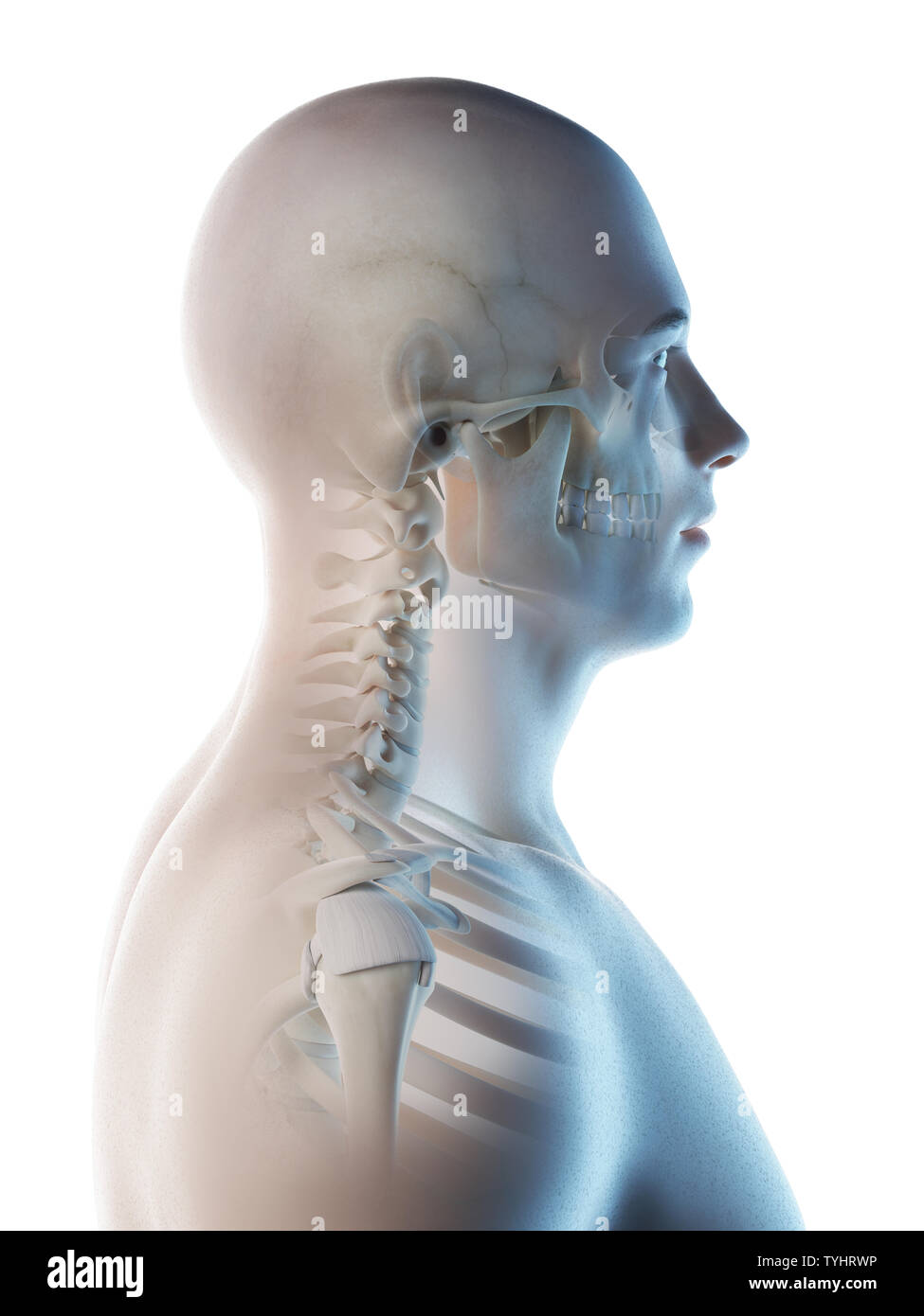 3d Rendered Illustration Of A Mans Skeletal Head And Neck Stock Photo