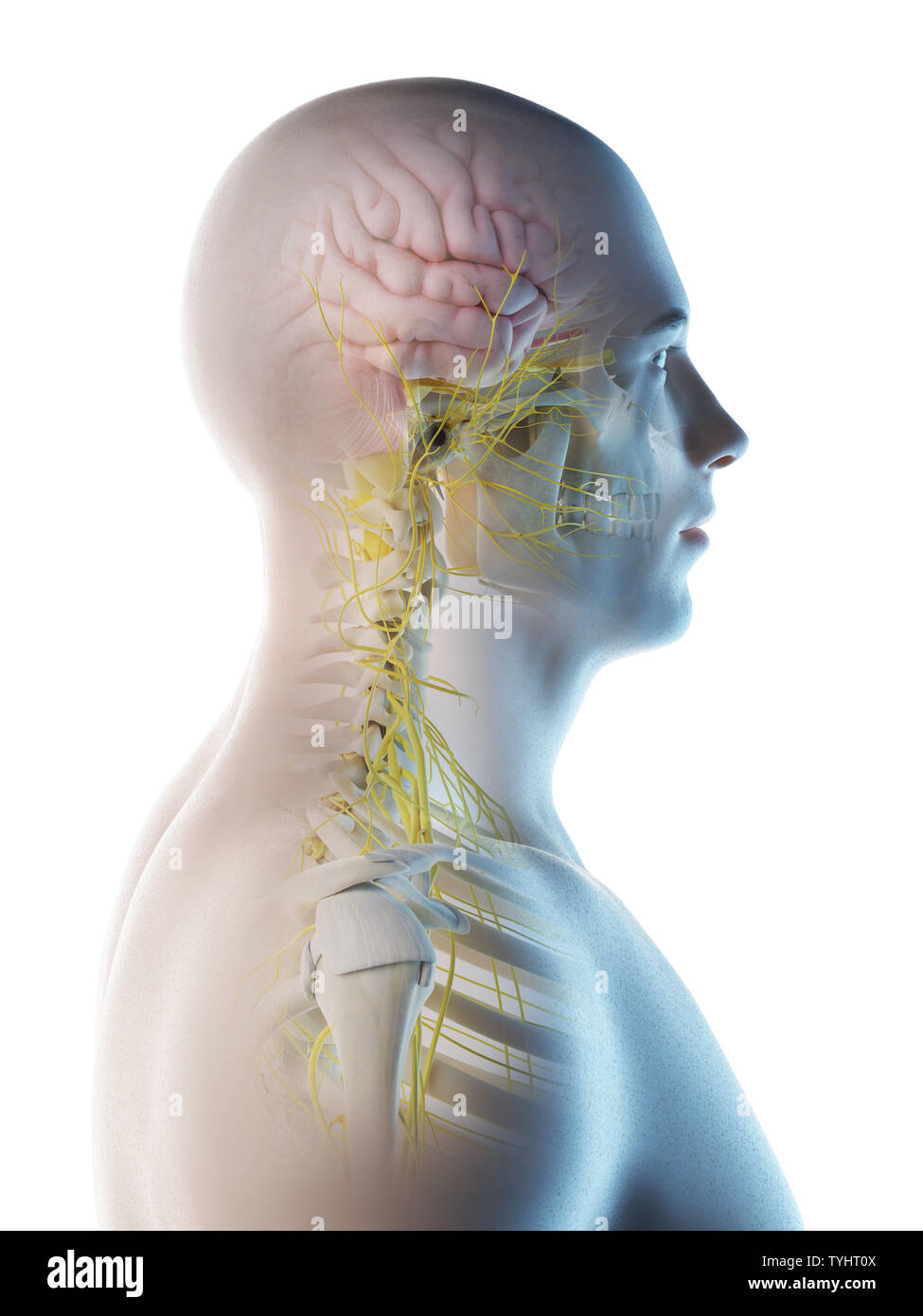 3d rendered illustration of a mans brain Stock Photo - Alamy