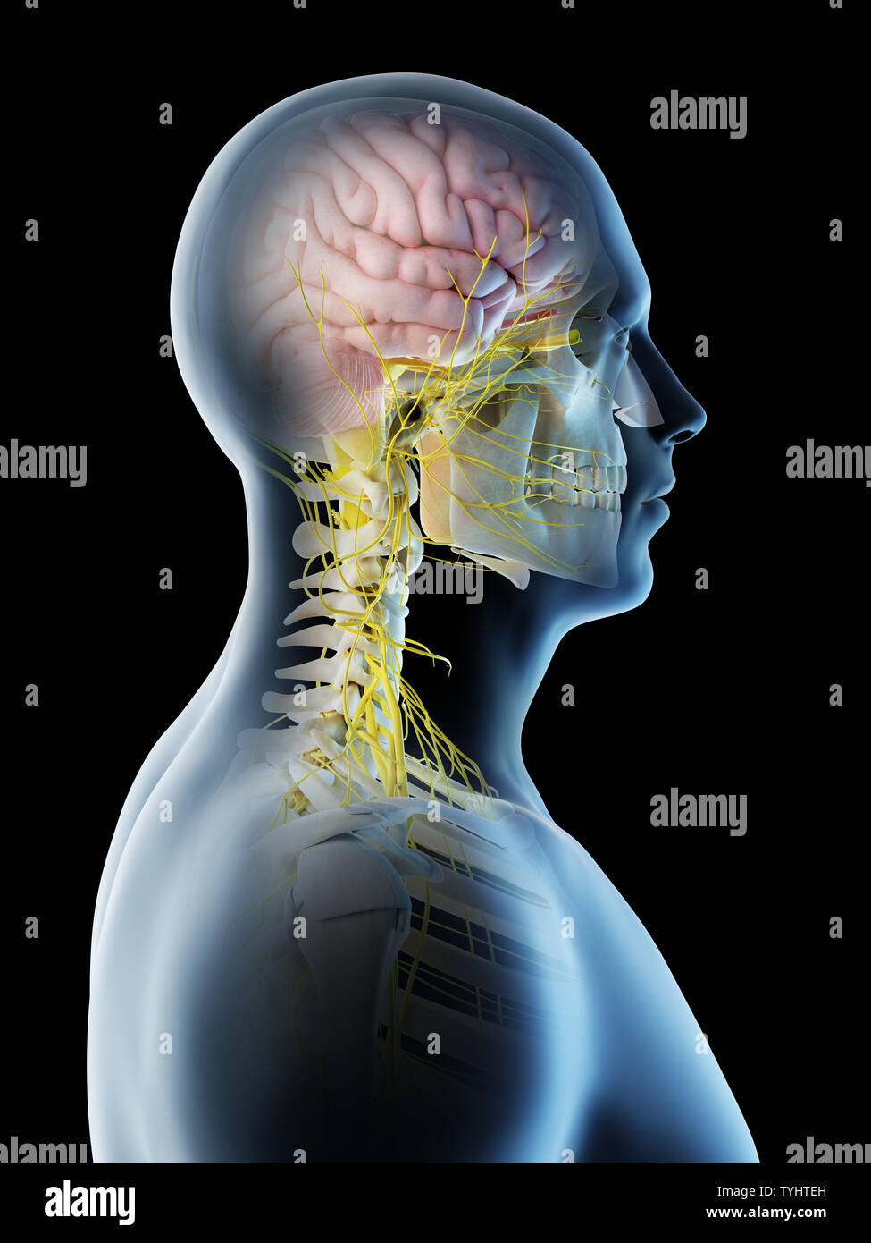 3d rendered illustration of a mans brain Stock Photo - Alamy