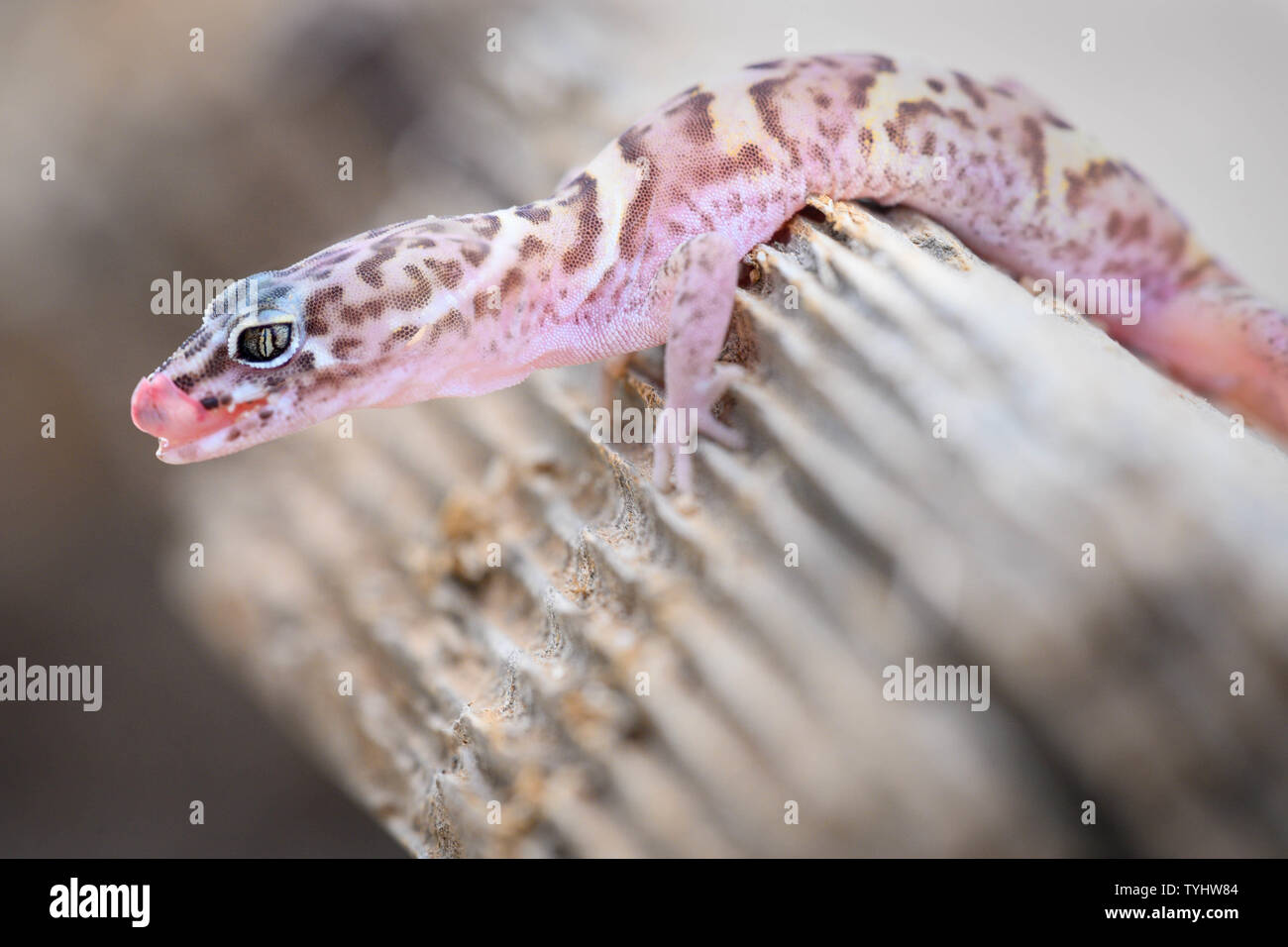 Arizona Geckos Western Banded Gecko High Resolution Stock Photography and Images - Alamy