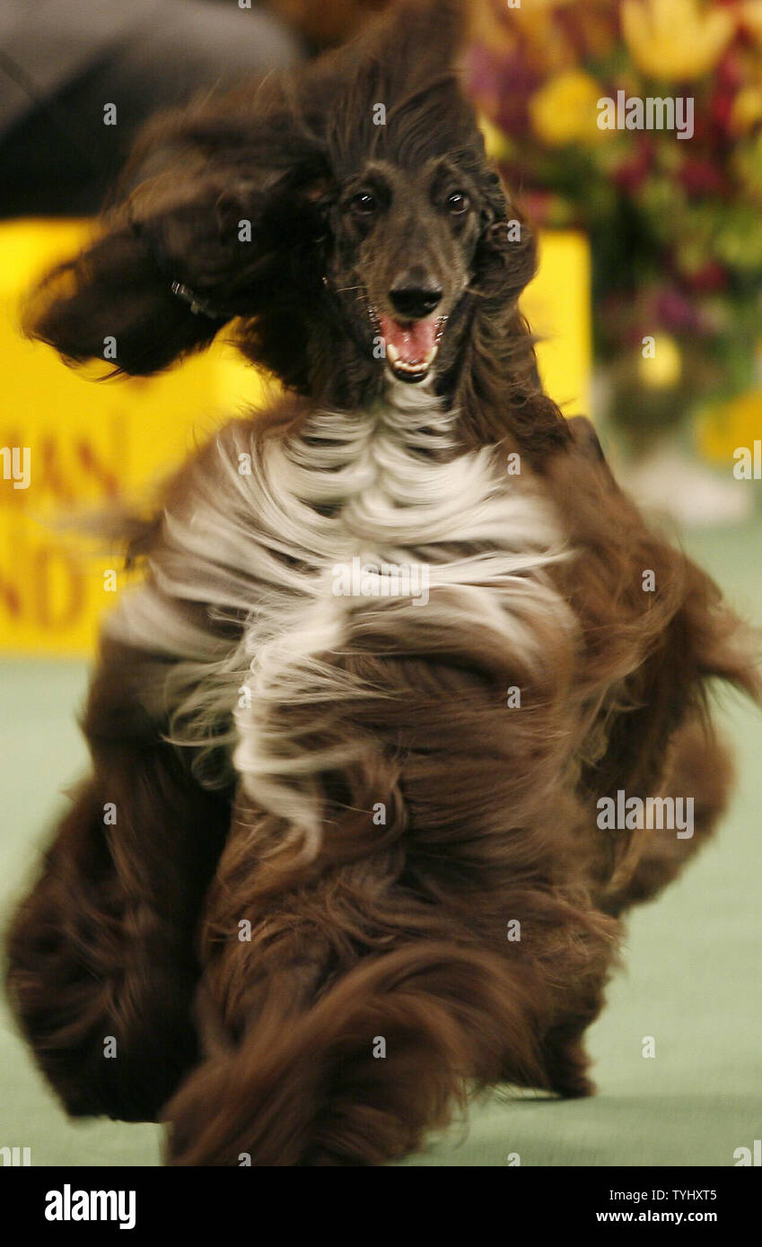 Afghan Hound Stock Photos Afghan Hound Stock Images Page 3 Alamy