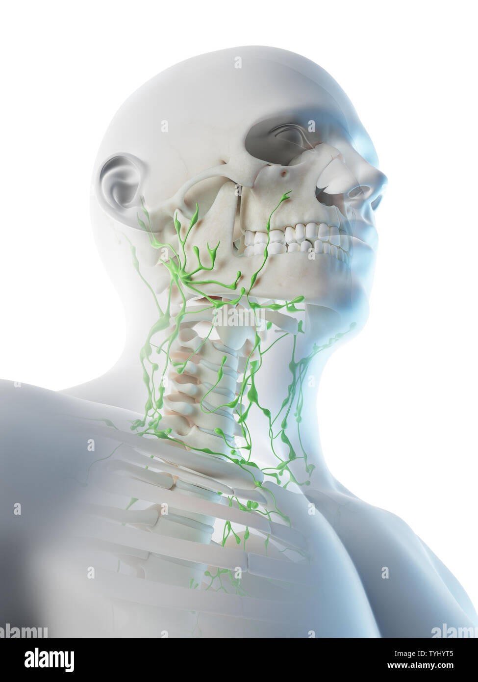 3d rendered illustration of a mans Stock Photo - Alamy
