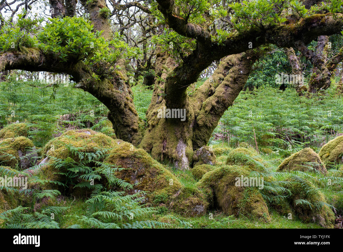 Wistmans wood Dartmoor Devon Stock Photo - Alamy