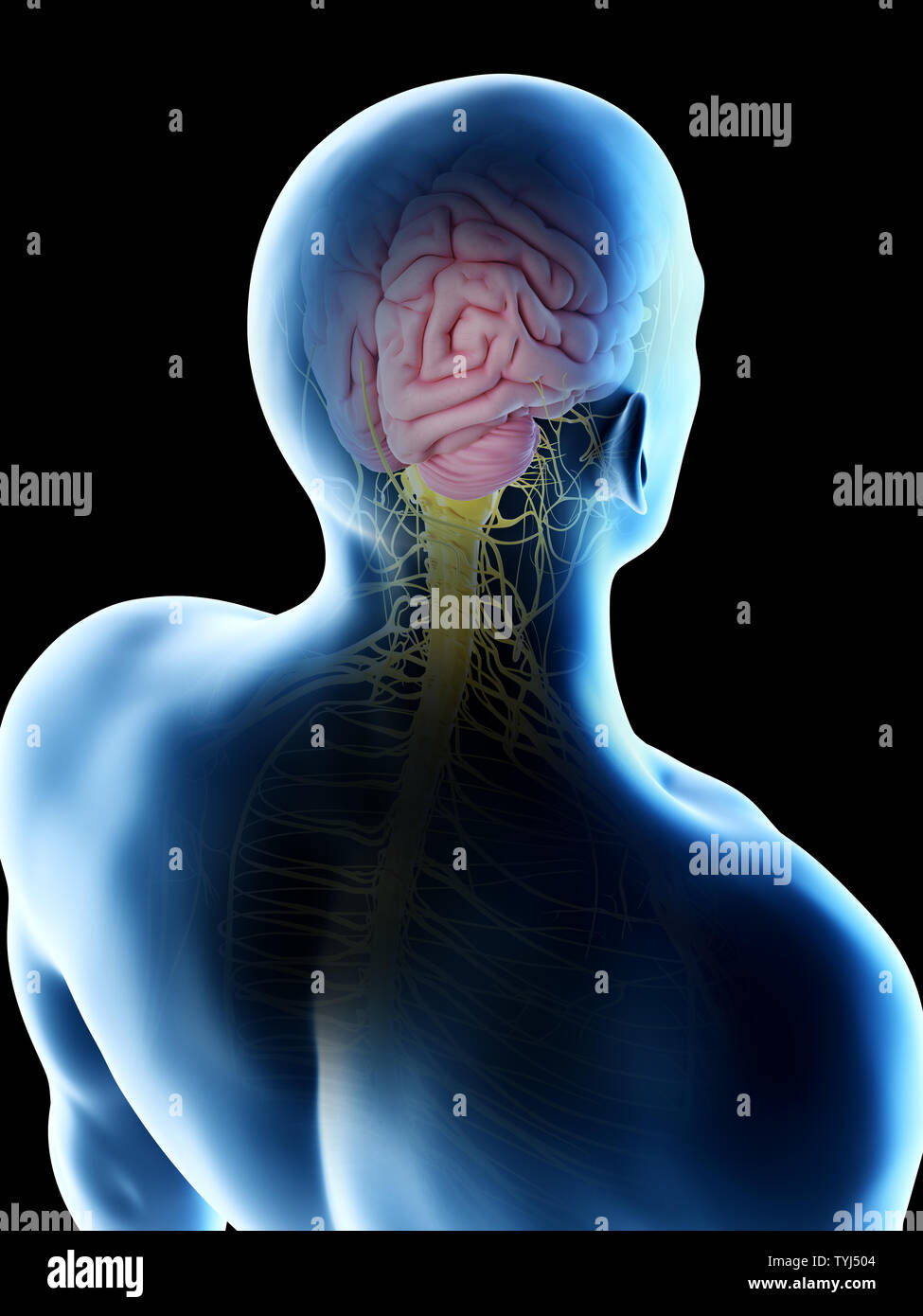 3d rendered illustration of a mans brain Stock Photo - Alamy