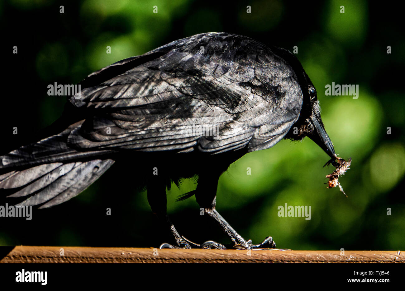 Black gloss Stock Photo