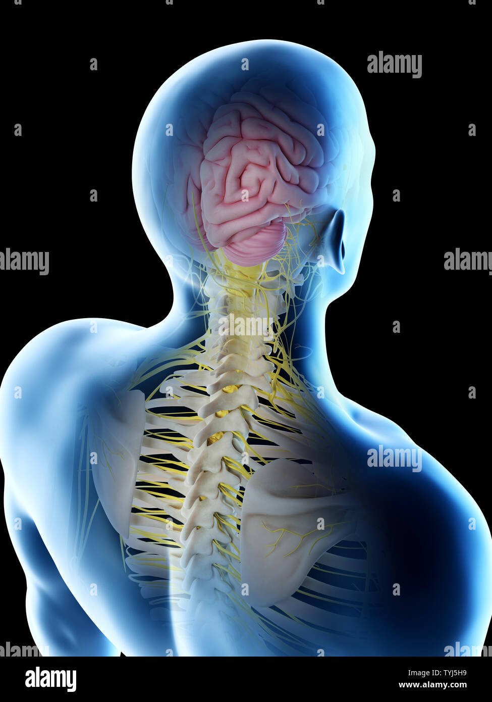 3d rendered illustration of a mans brain Stock Photo - Alamy