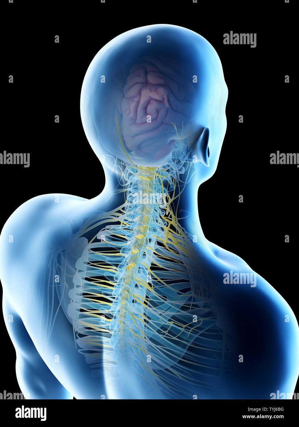 3d rendered illustration of a mans brain Stock Photo - Alamy