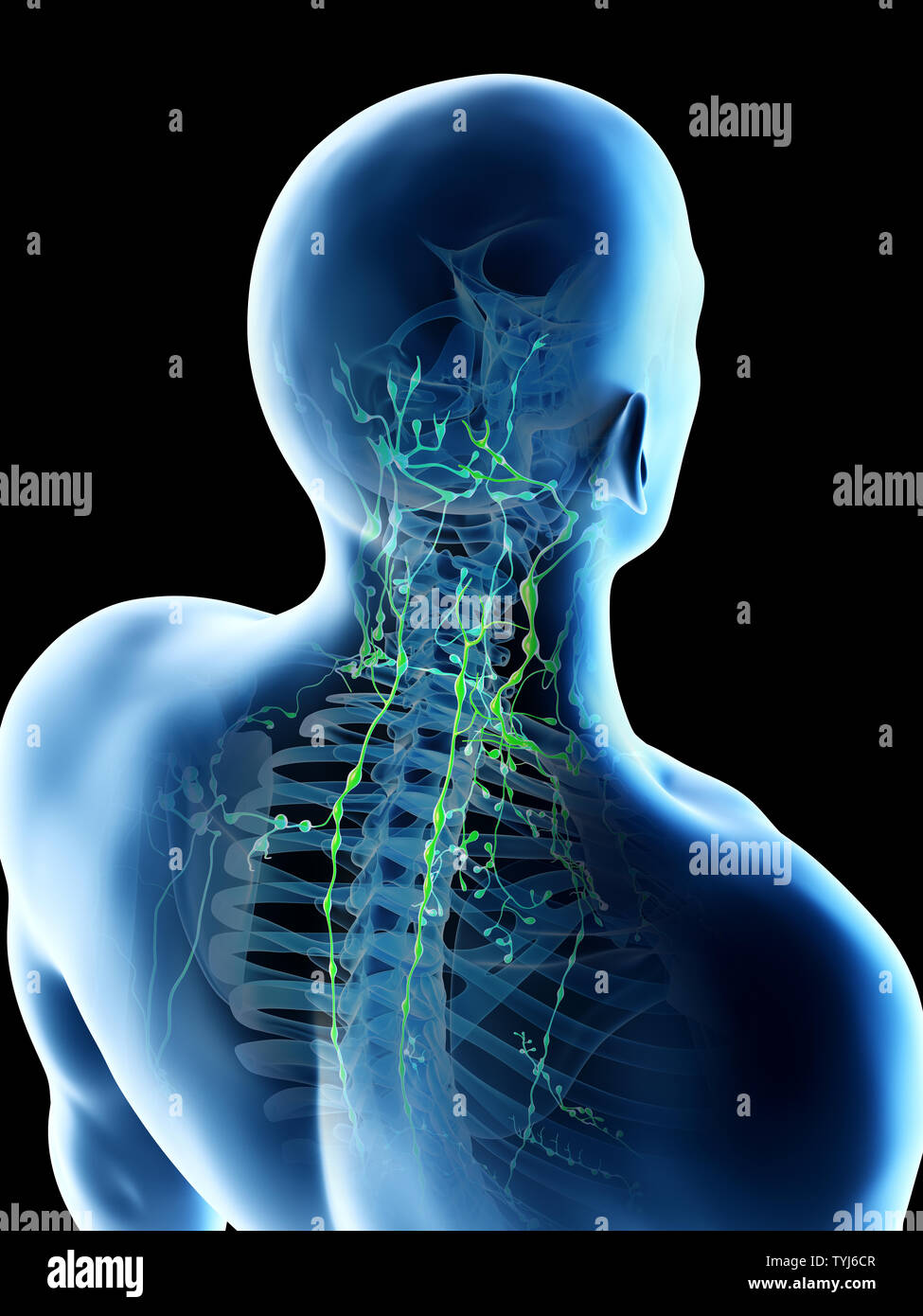 Cervical Lymph Nodes Hi Res Stock Photography And Images Alamy