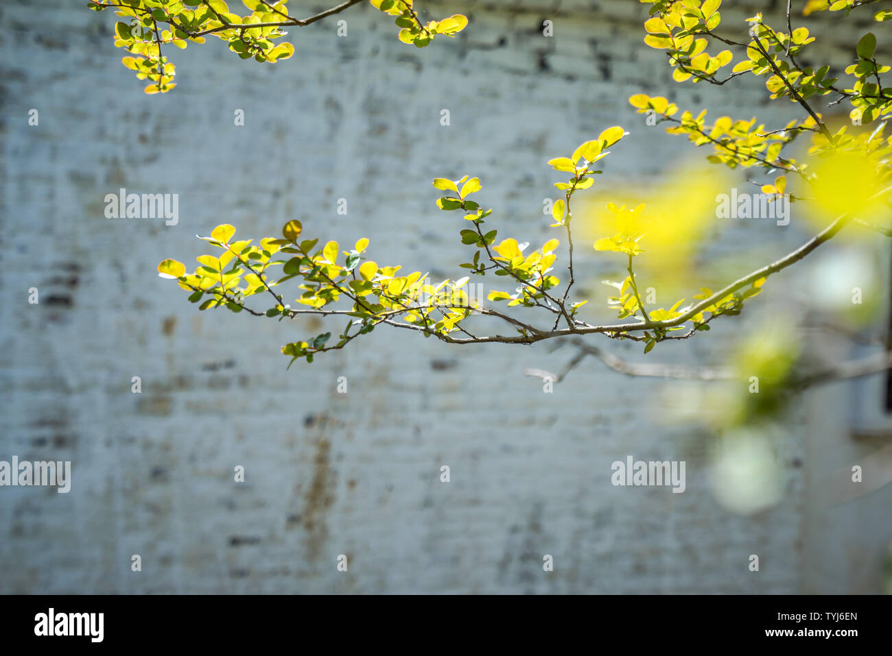 Autumn willow tree hanging branches hi-res stock photography and images ...