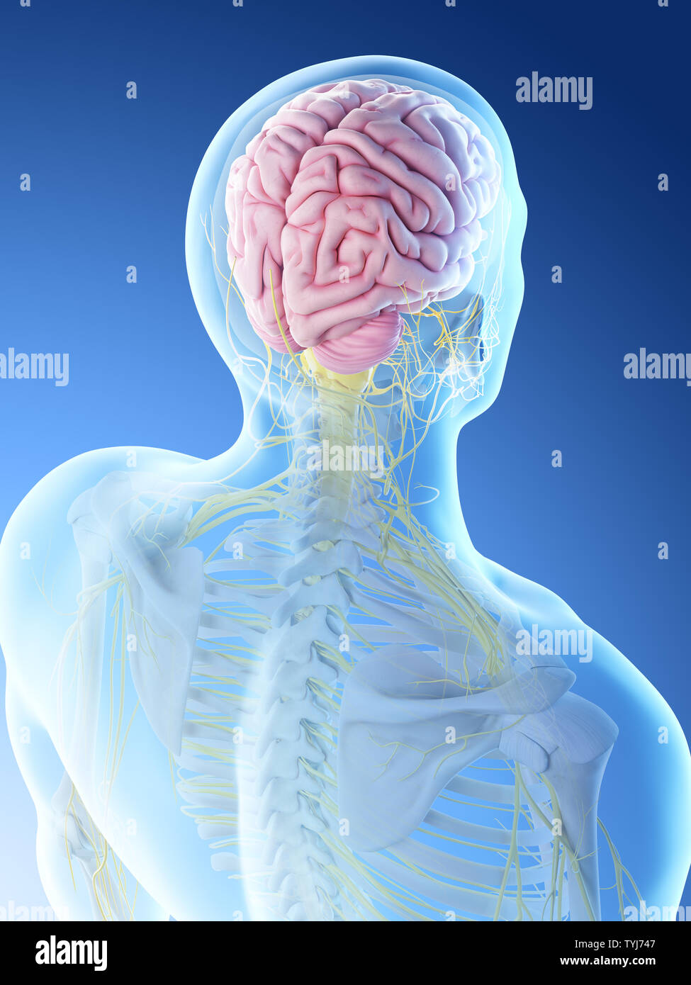 3d rendered illustration of a mans brain Stock Photo - Alamy